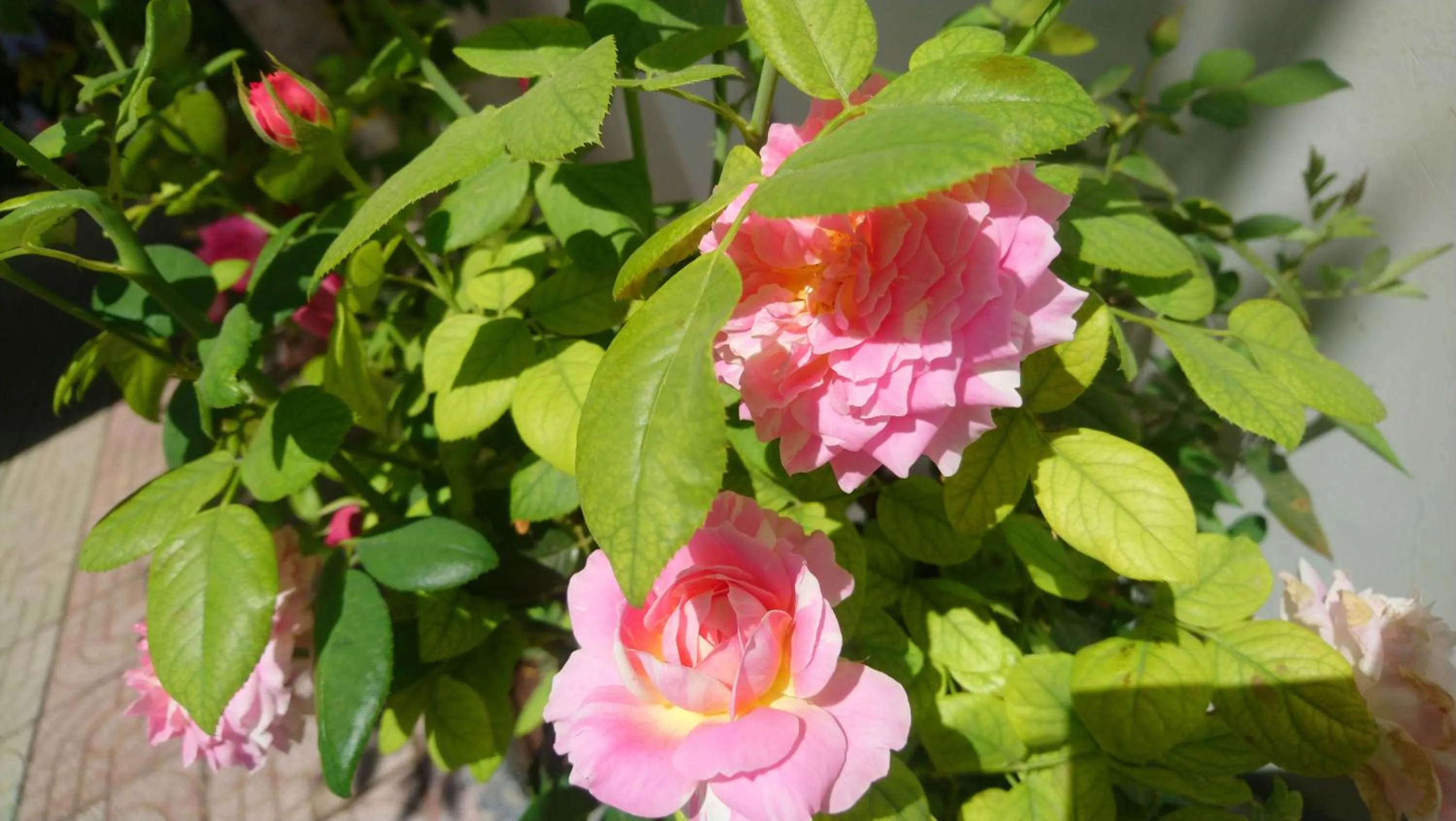 Garden in Hung Phuc Mui Ne Hotel