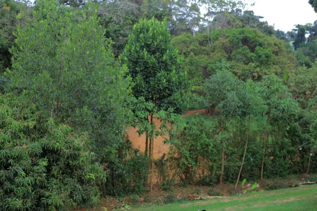 Egg Botanical View