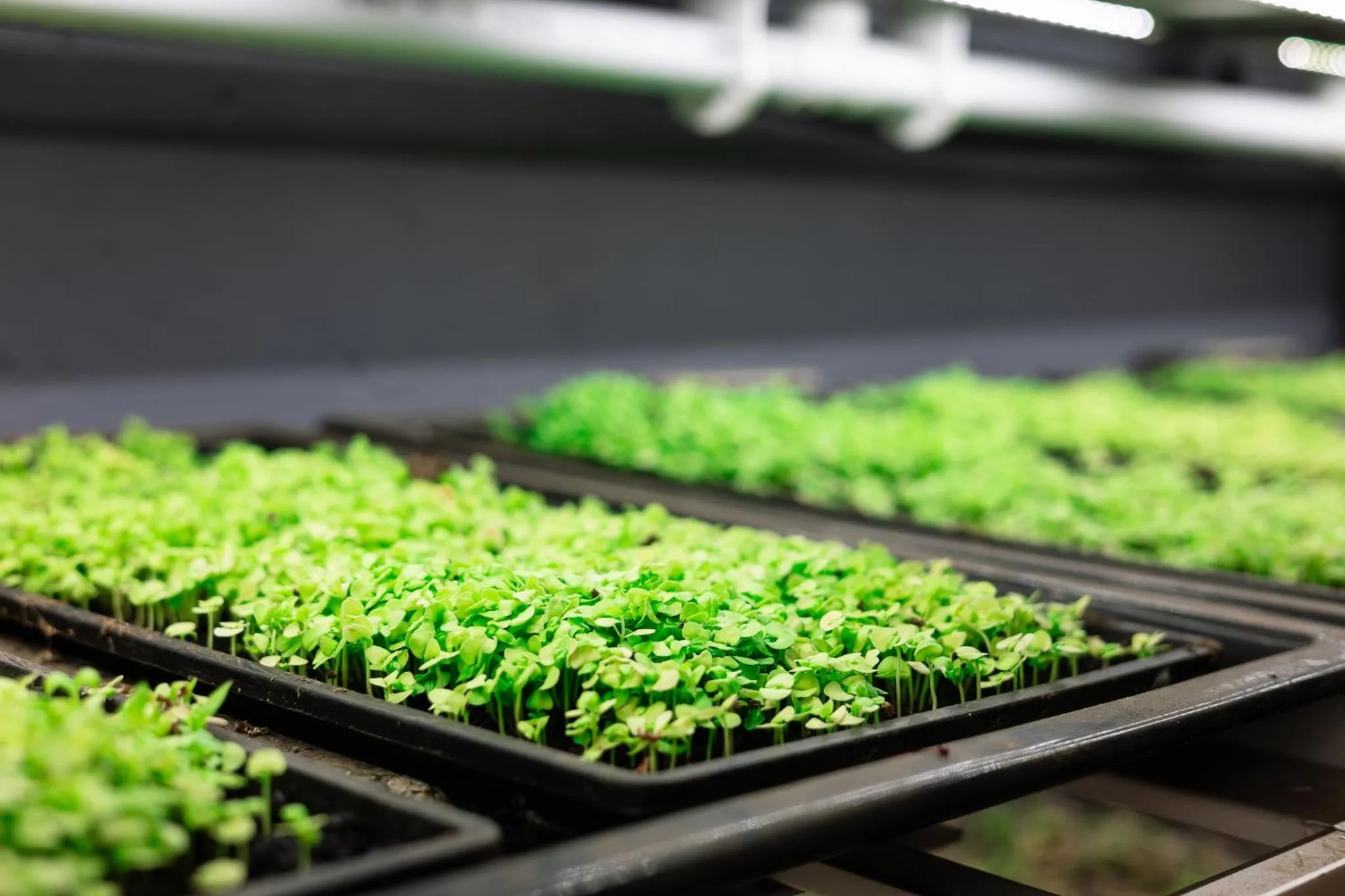 Garden in Afrique Boutique Hotel O.R. Tambo