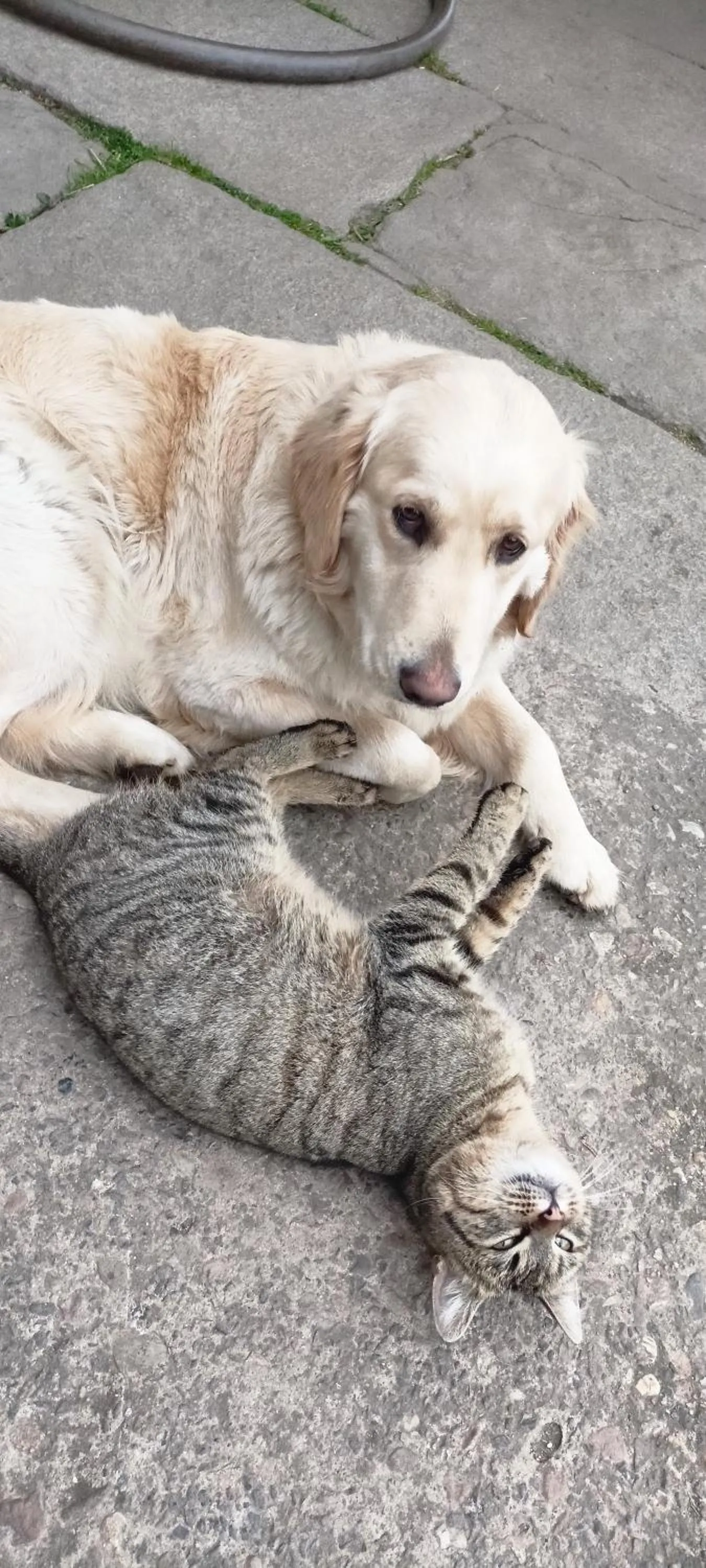 Animals in Farma U Nýdrlů