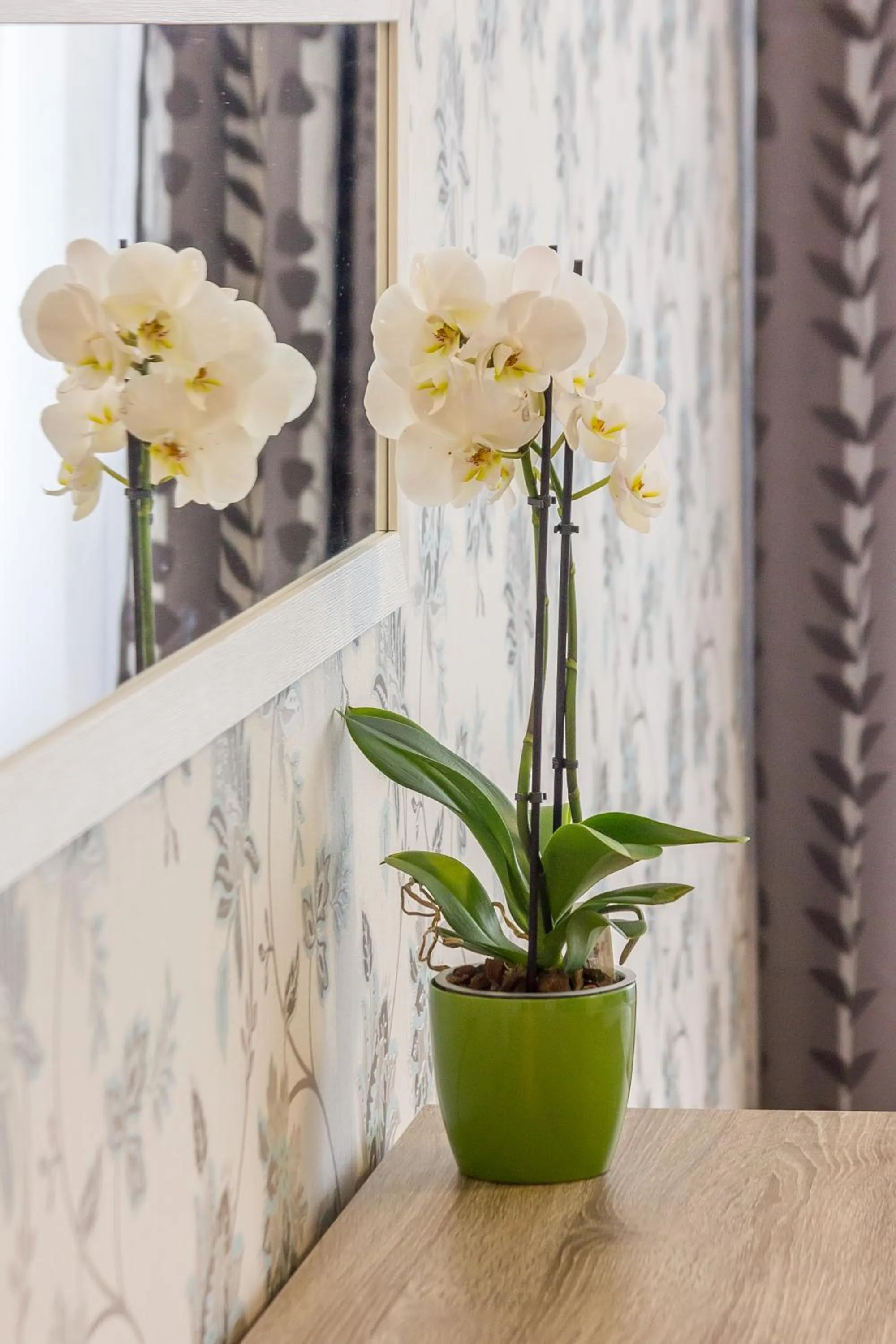 Day in City Apartment Trifoiului