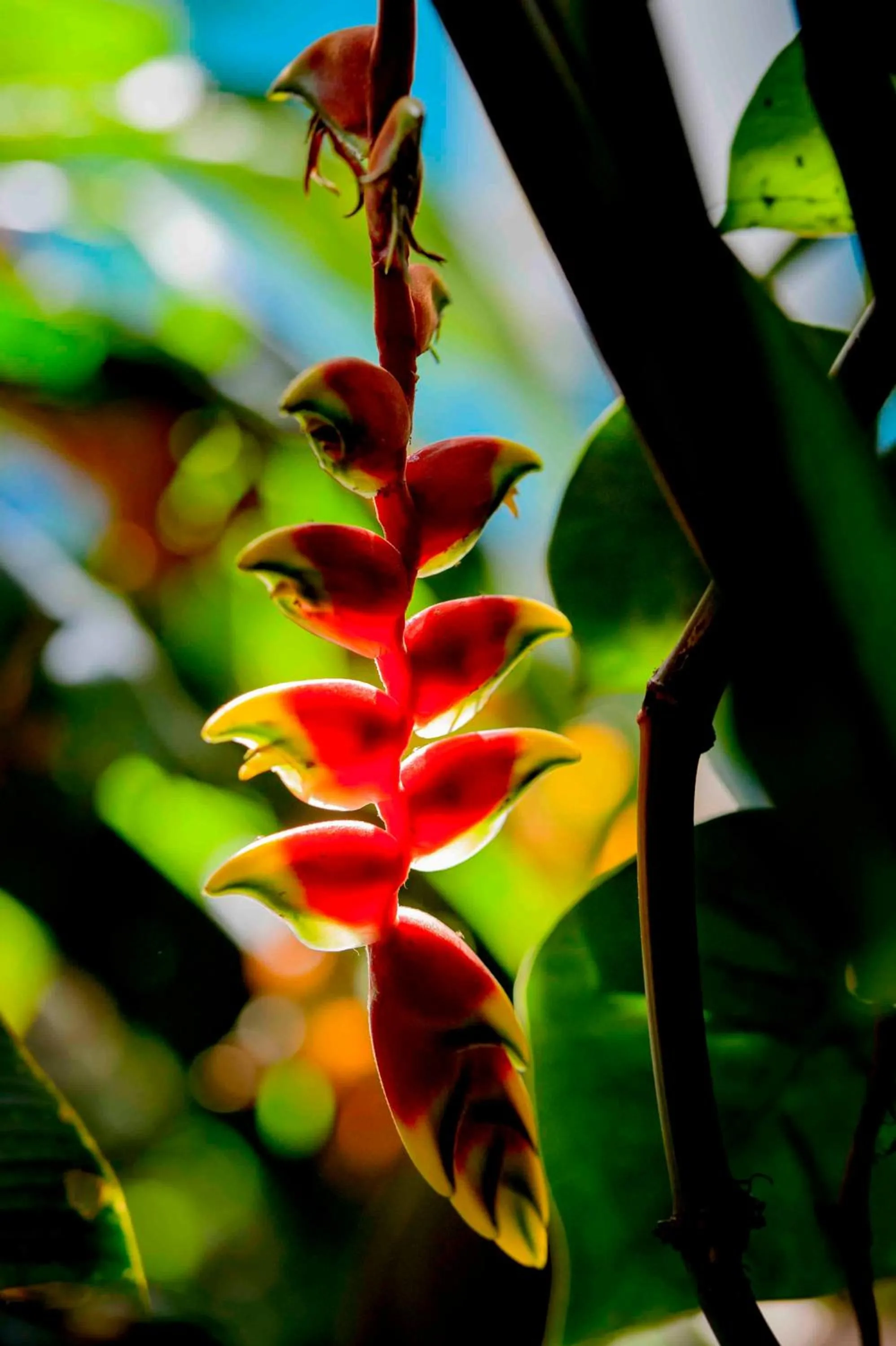 Natural landscape in Secret Garden Iguazu