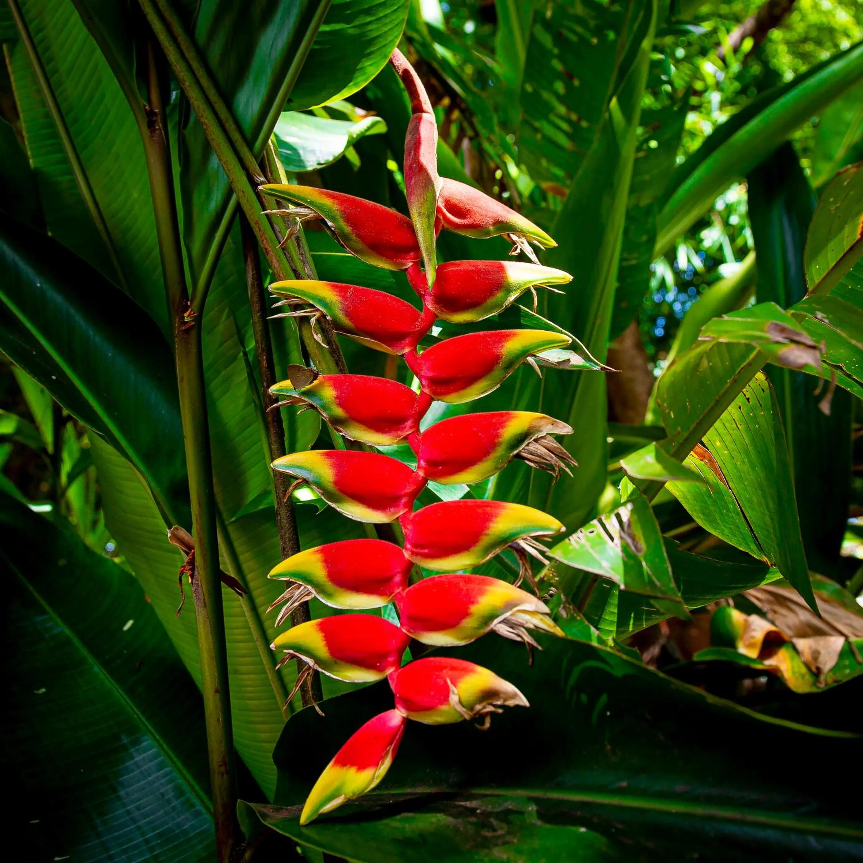 Garden view in Secret Garden Iguazu
