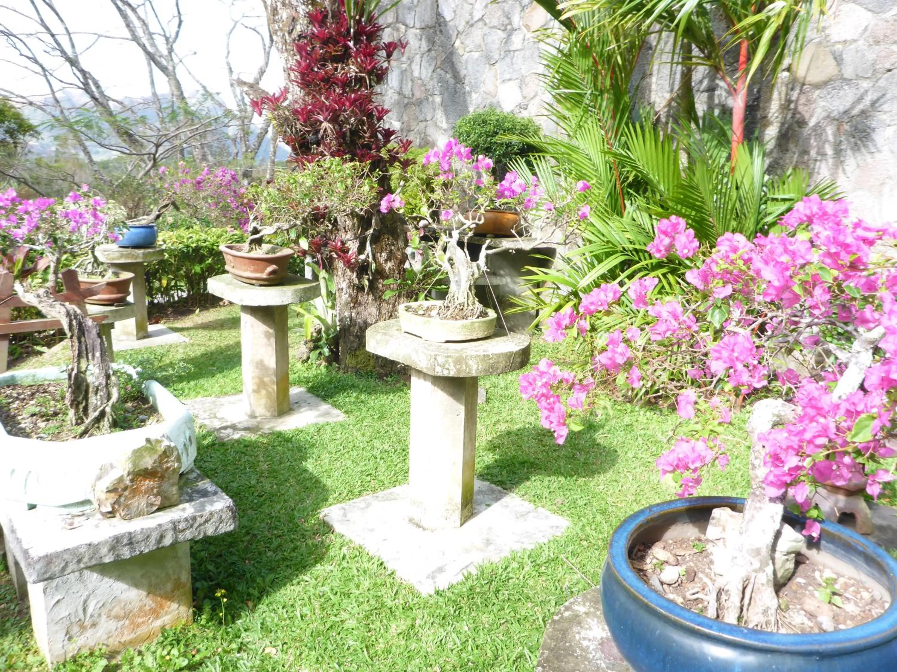 Garden in The Golden Frog Inn