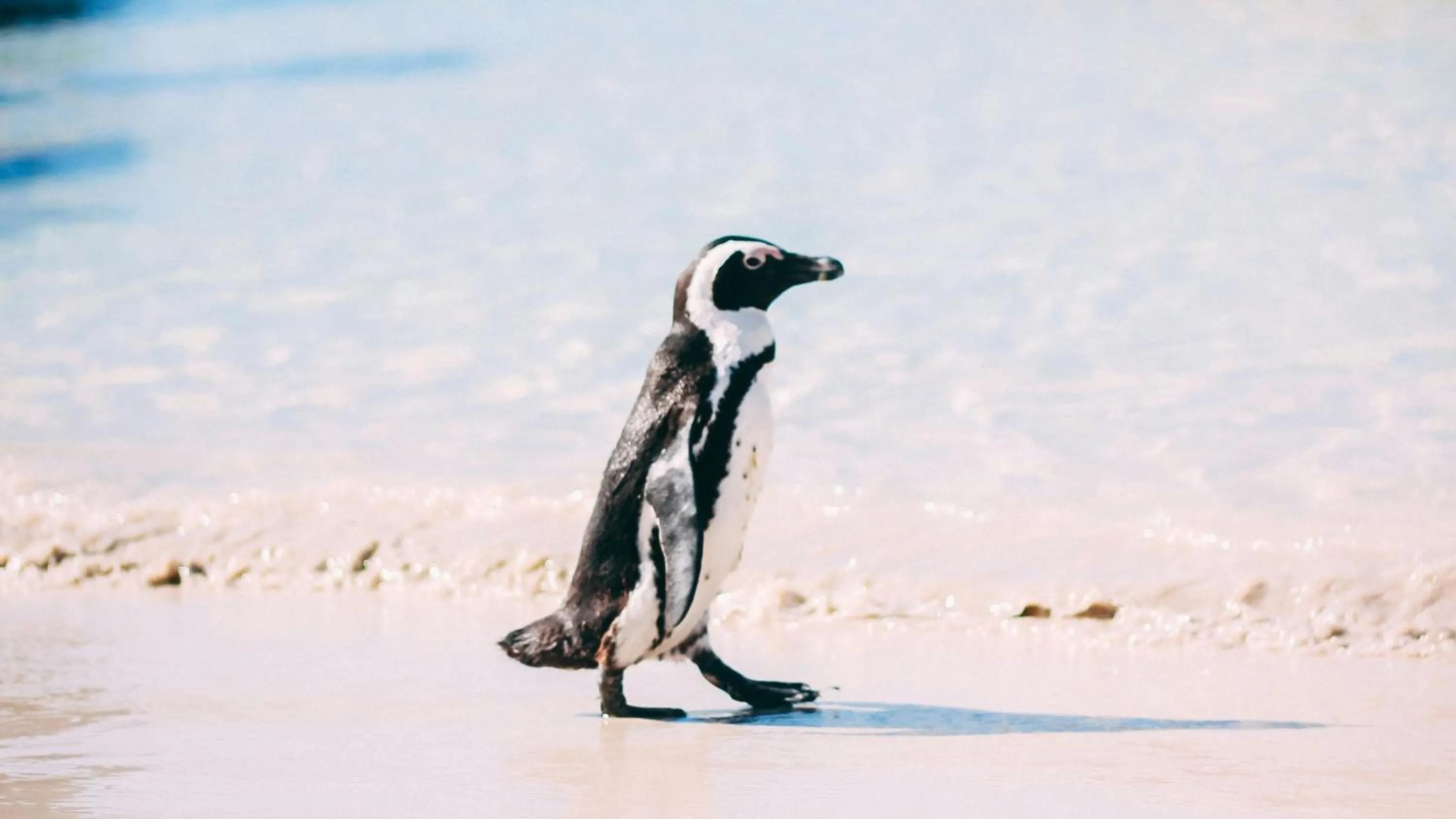 Nearby landmark in Holiday Inn Express Cape Town City Centre by IHG