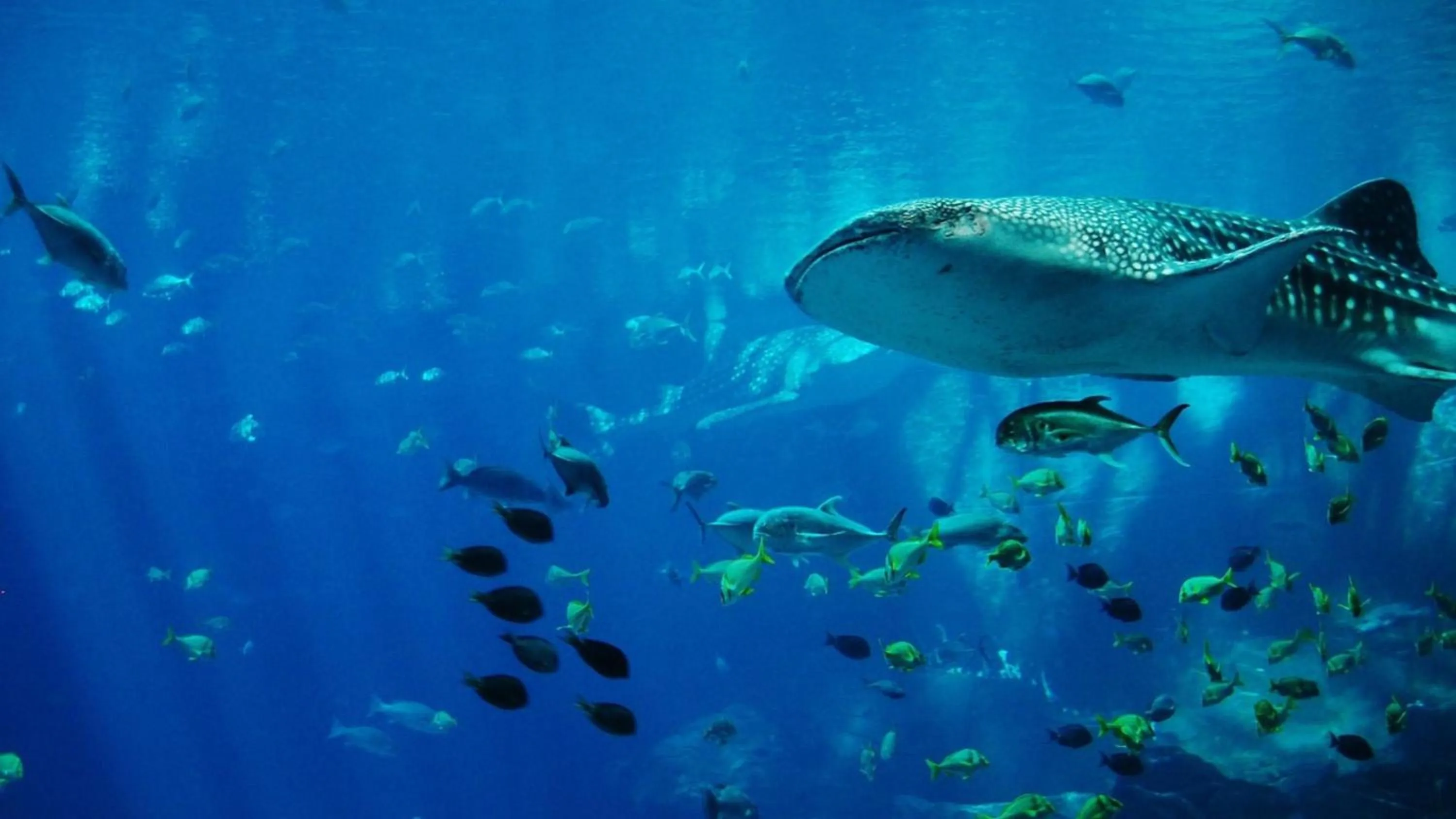 Area and facilities in Holiday Inn Express Cape Town City Centre by IHG