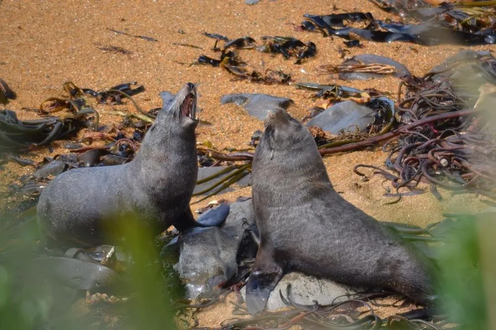 Animals in Noah's Boutique Accommodation Moeraki