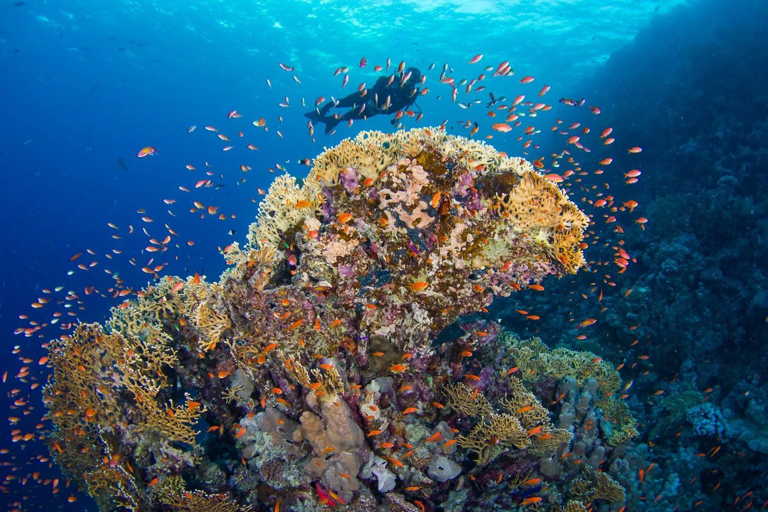 Natural landscape in Marsa Shagra Village