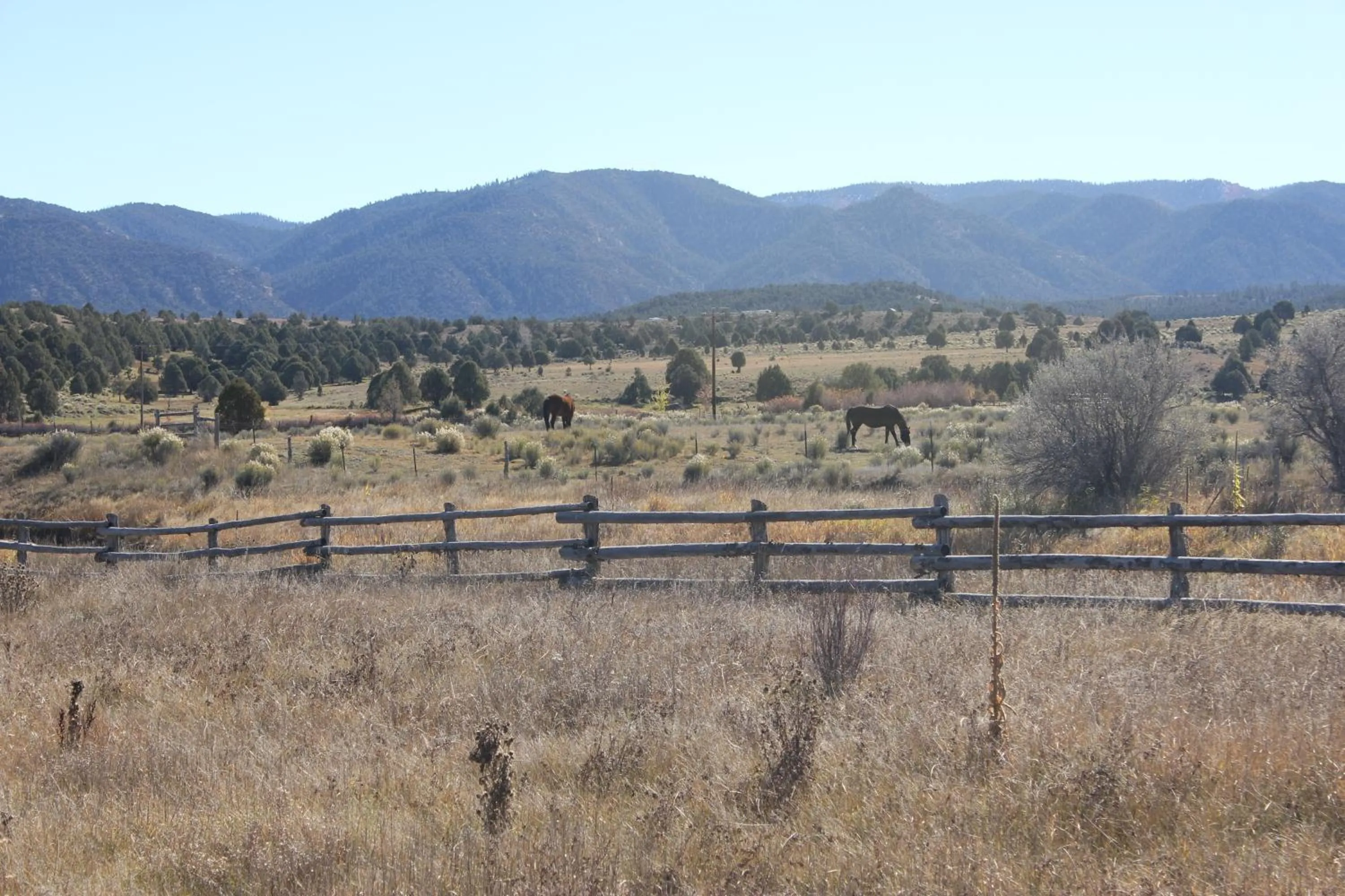 Animals in Sevier River Retreat