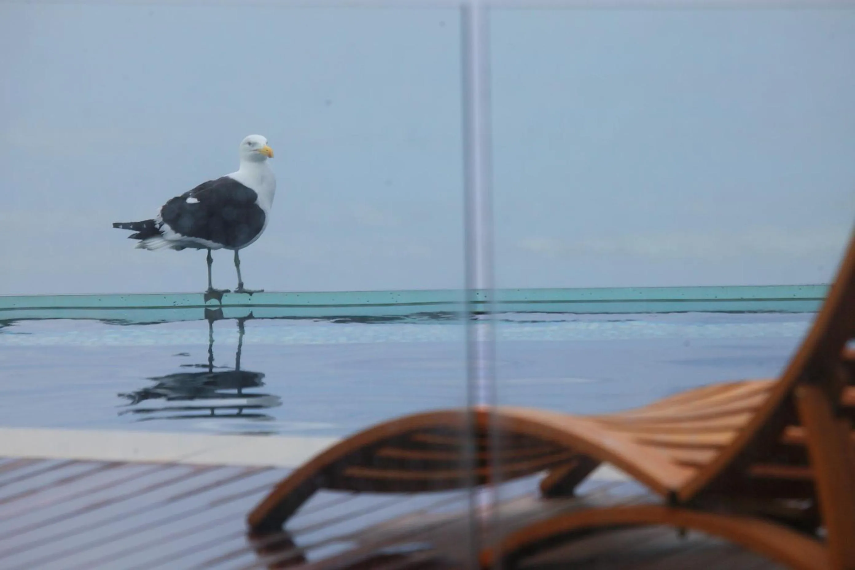 Animals in Periwinkle Lodge Guest House