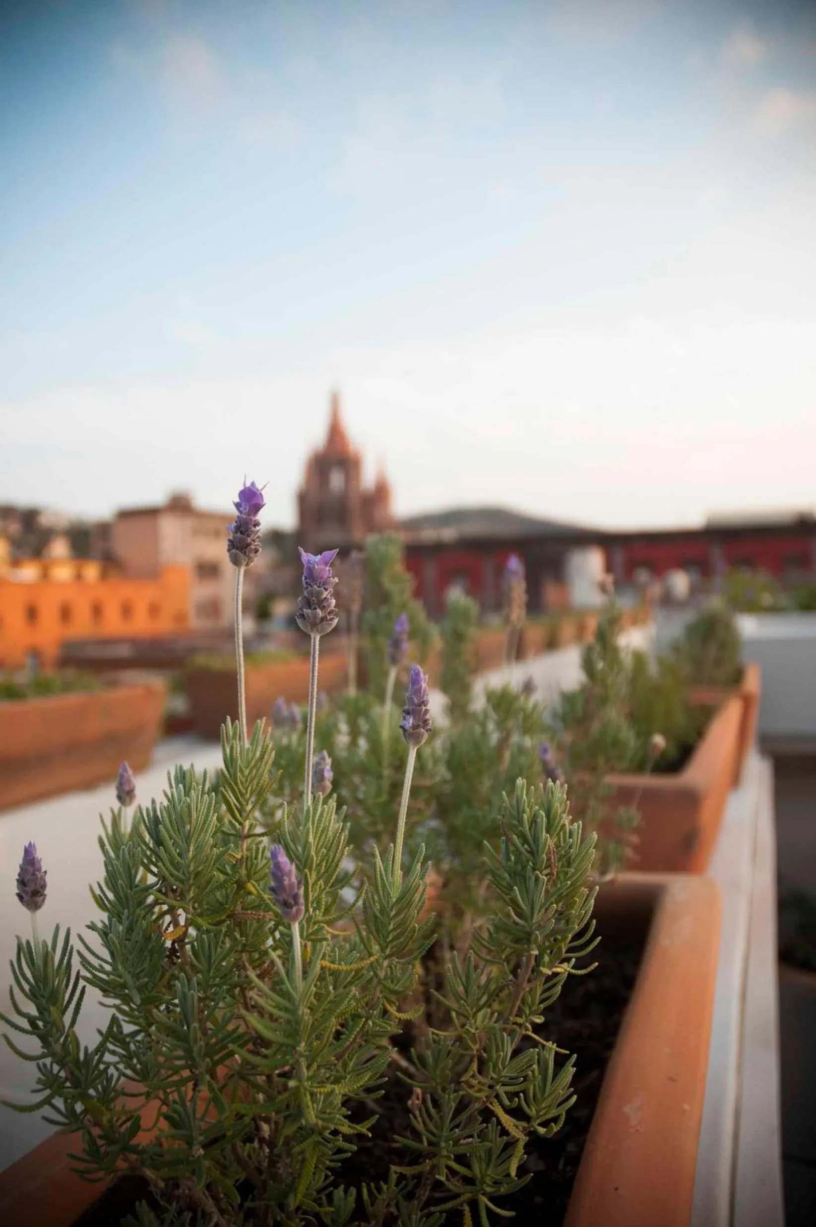 Balcony/Terrace in Casa 1810 Hotel Boutique