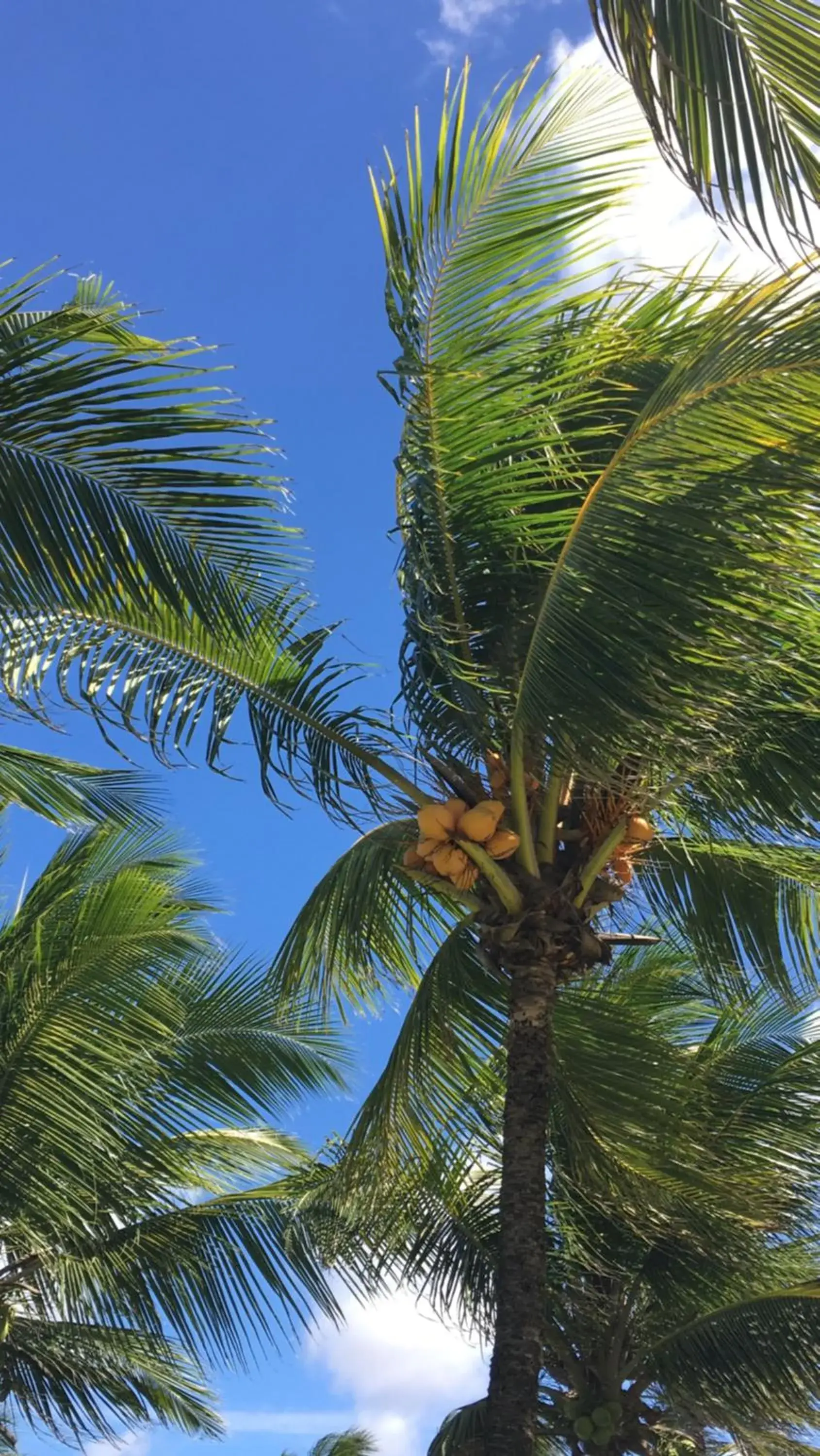 Garden view in NUMAR Hotel Garden view in NUMAR Hotel