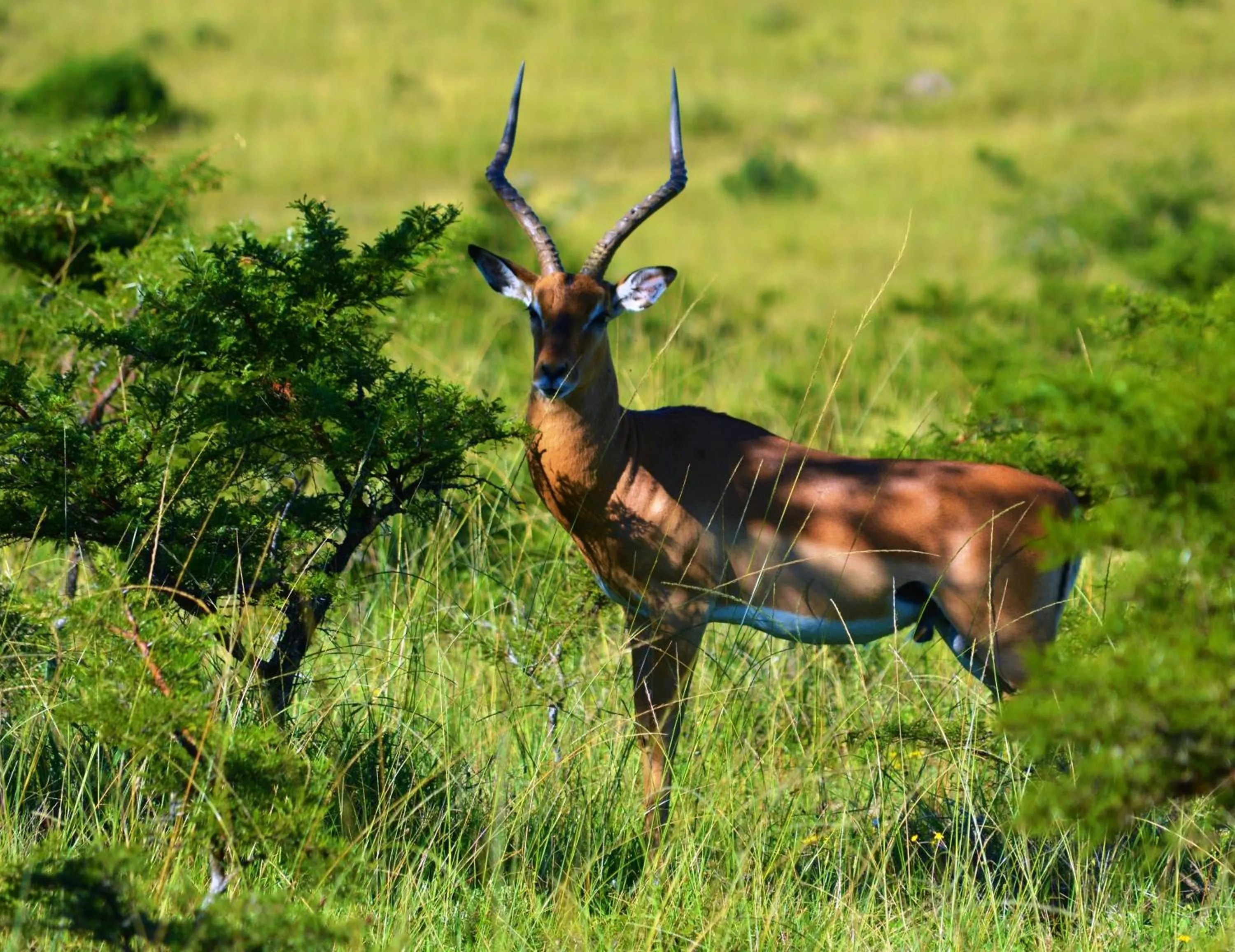 Animals in Premier Resort Mpongo Private Game Reserve