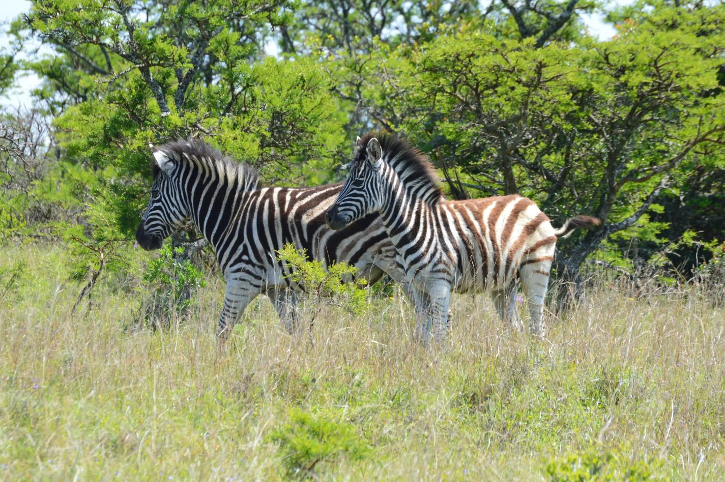 Animals in Premier Resort Mpongo Private Game Reserve