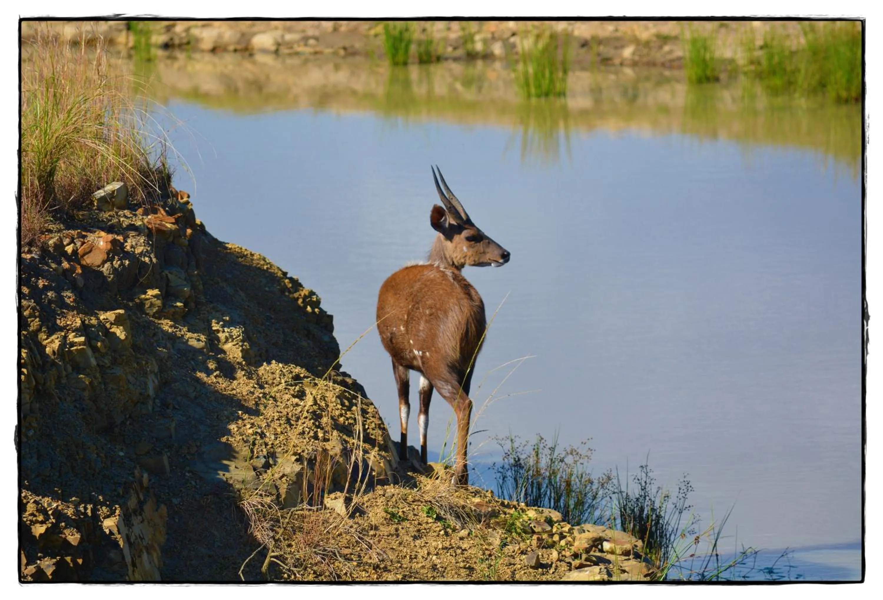 Animals in Premier Resort Mpongo Private Game Reserve