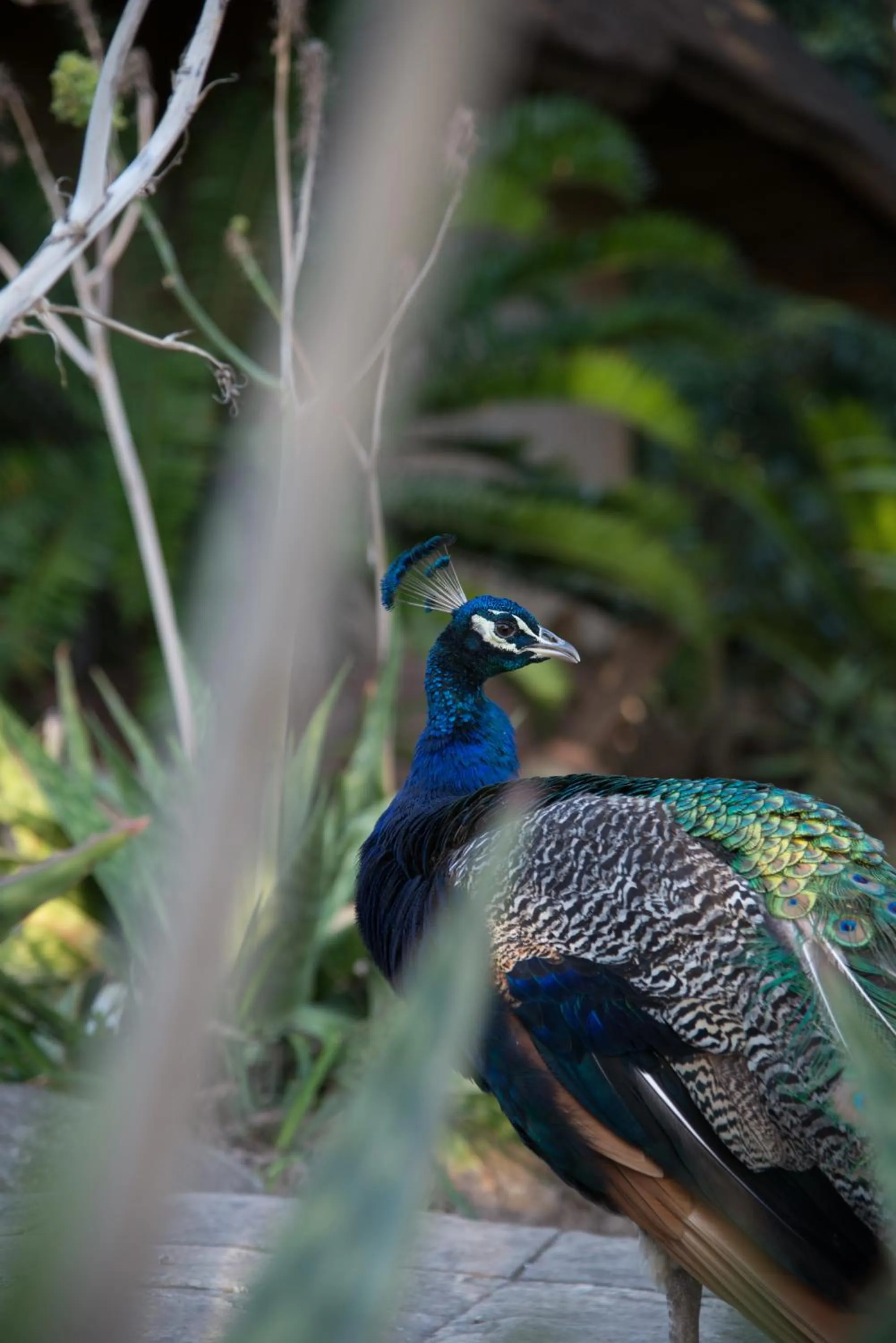 Animals in Premier Resort Mpongo Private Game Reserve