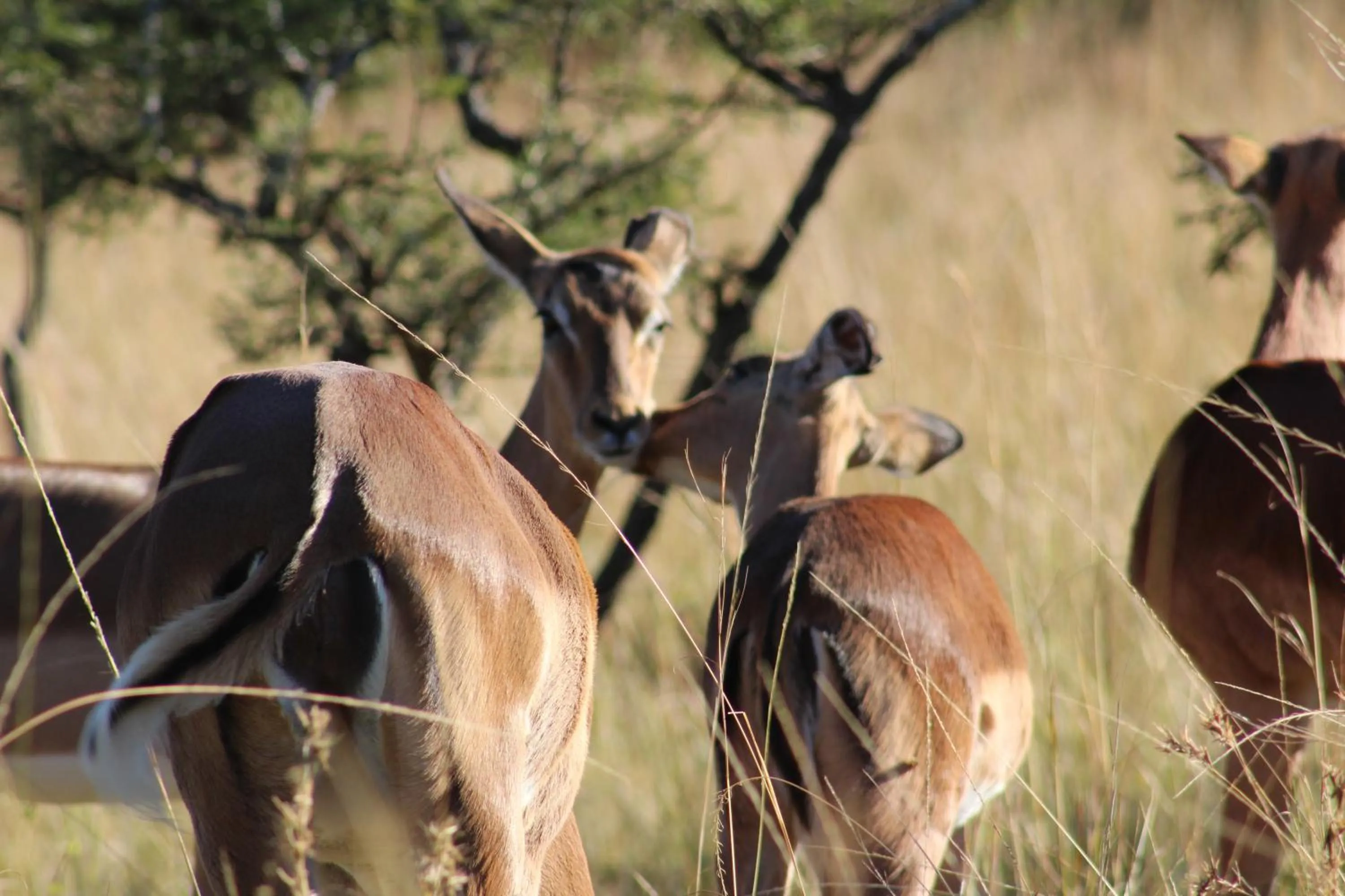 Animals in Premier Resort Mpongo Private Game Reserve