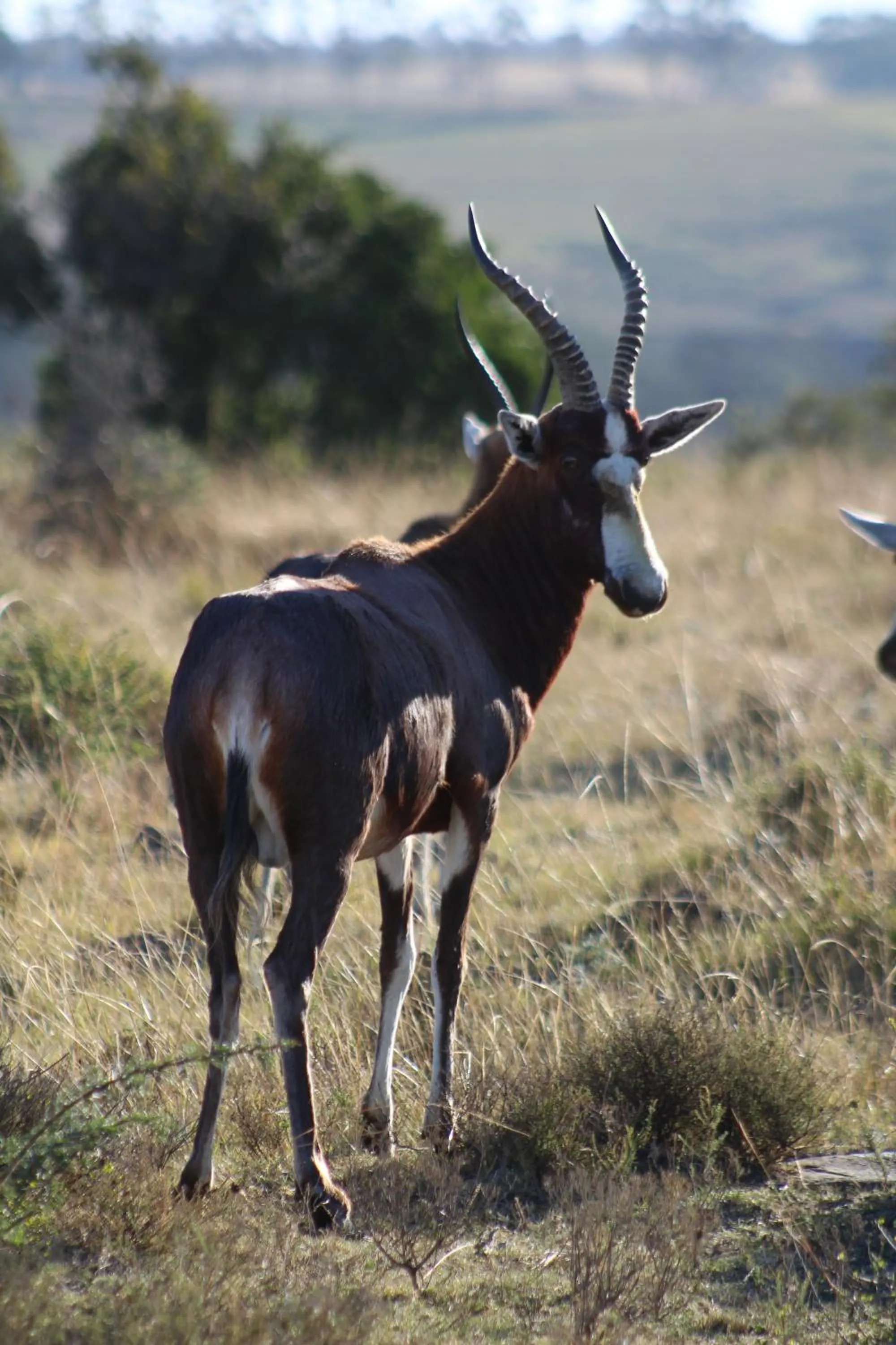 Animals in Premier Resort Mpongo Private Game Reserve