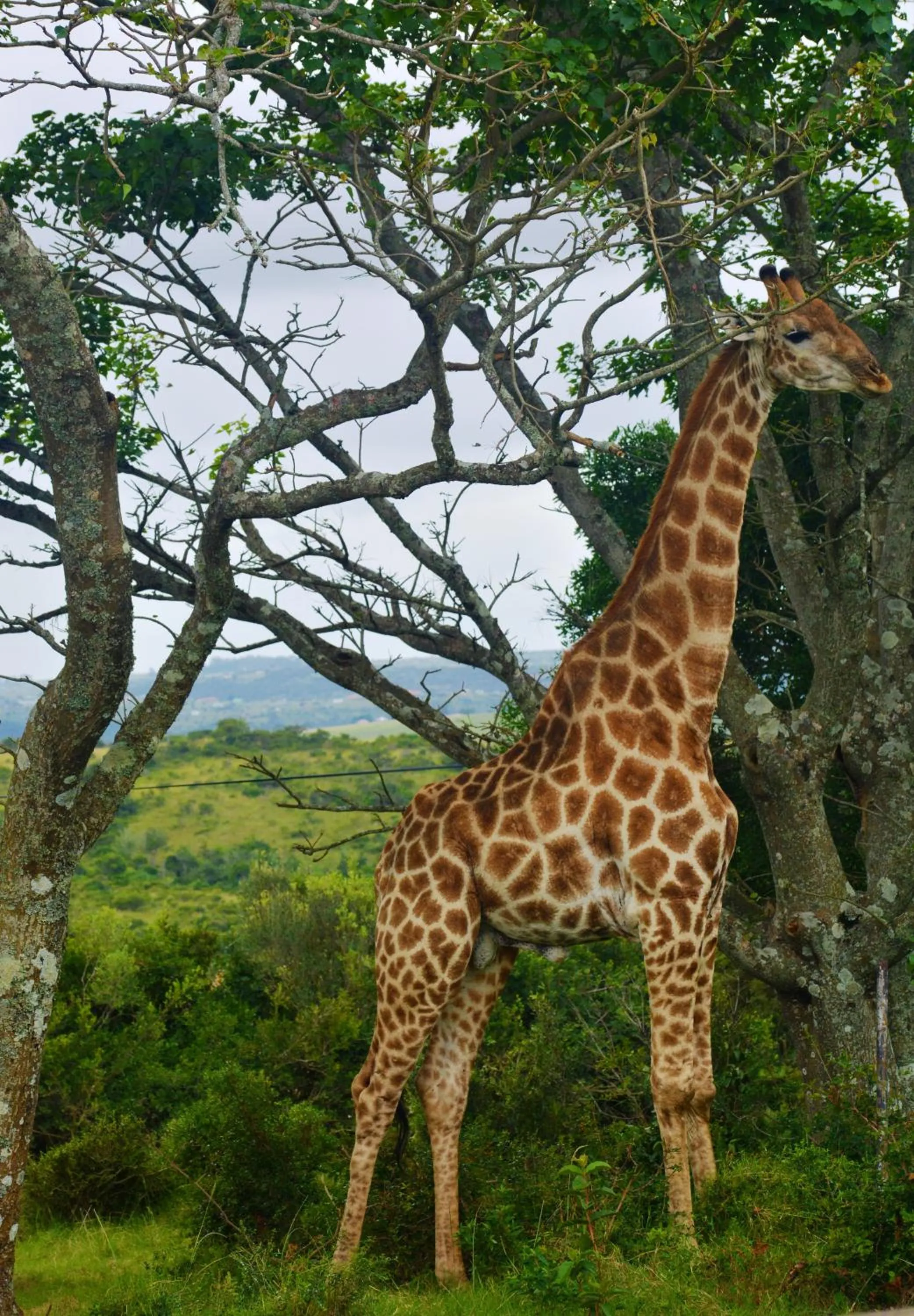 Animals in Premier Resort Mpongo Private Game Reserve
