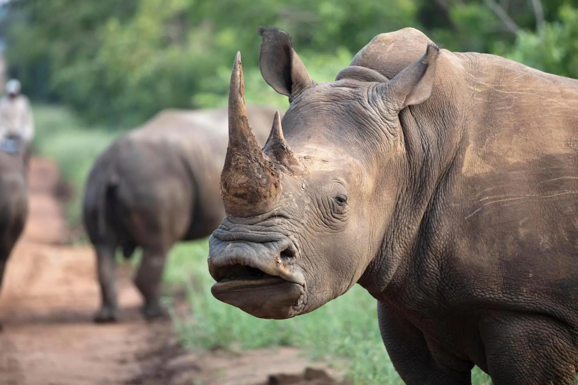 Day in Kapama River Lodge