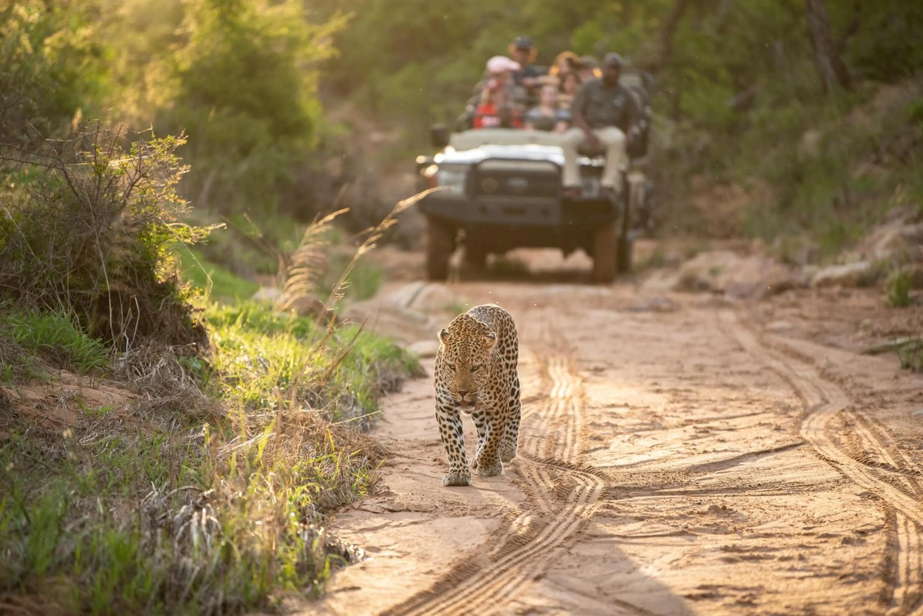 Natural landscape in Kapama River Lodge