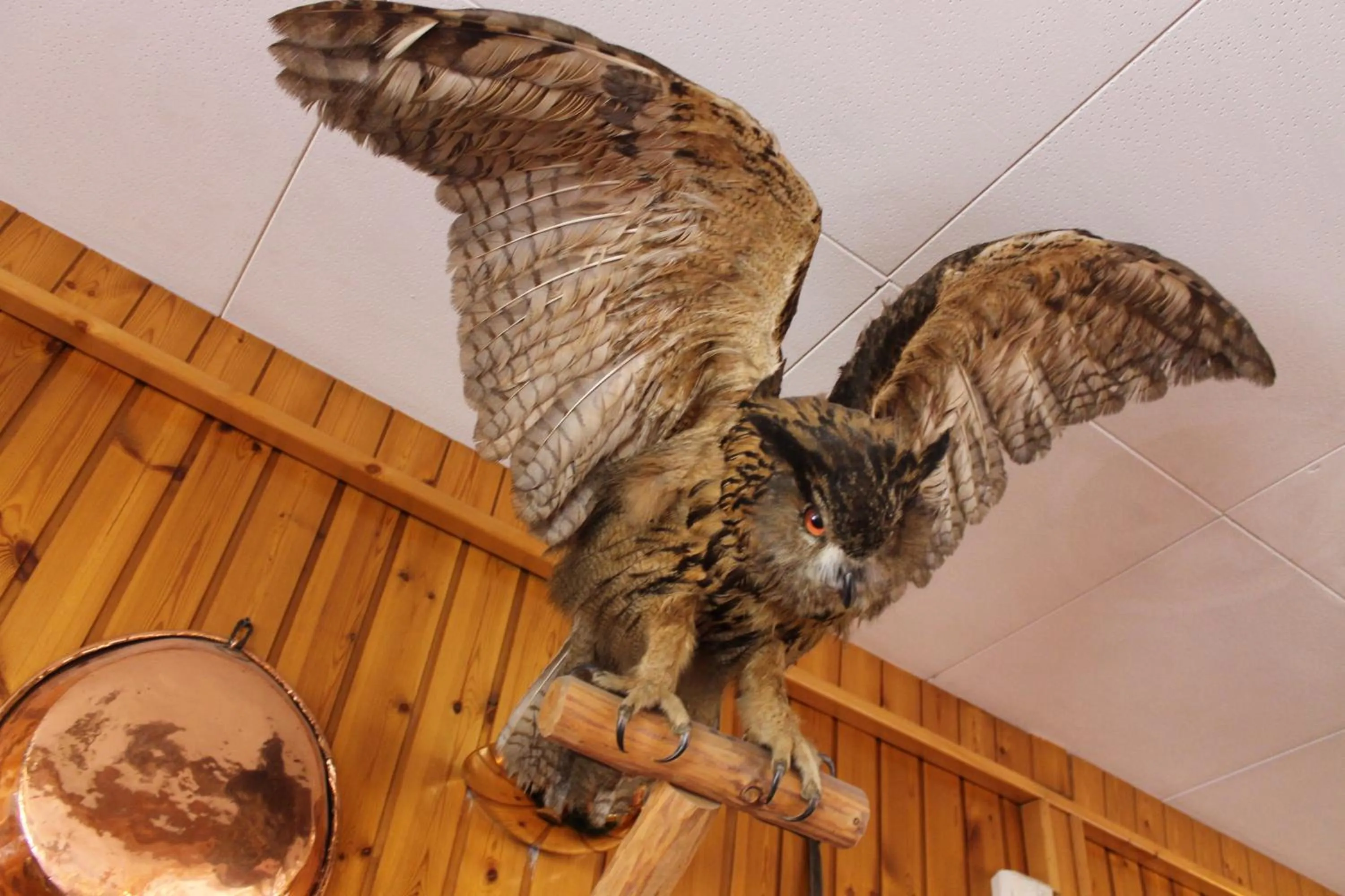 Restaurant/places to eat in Hotel Gufo