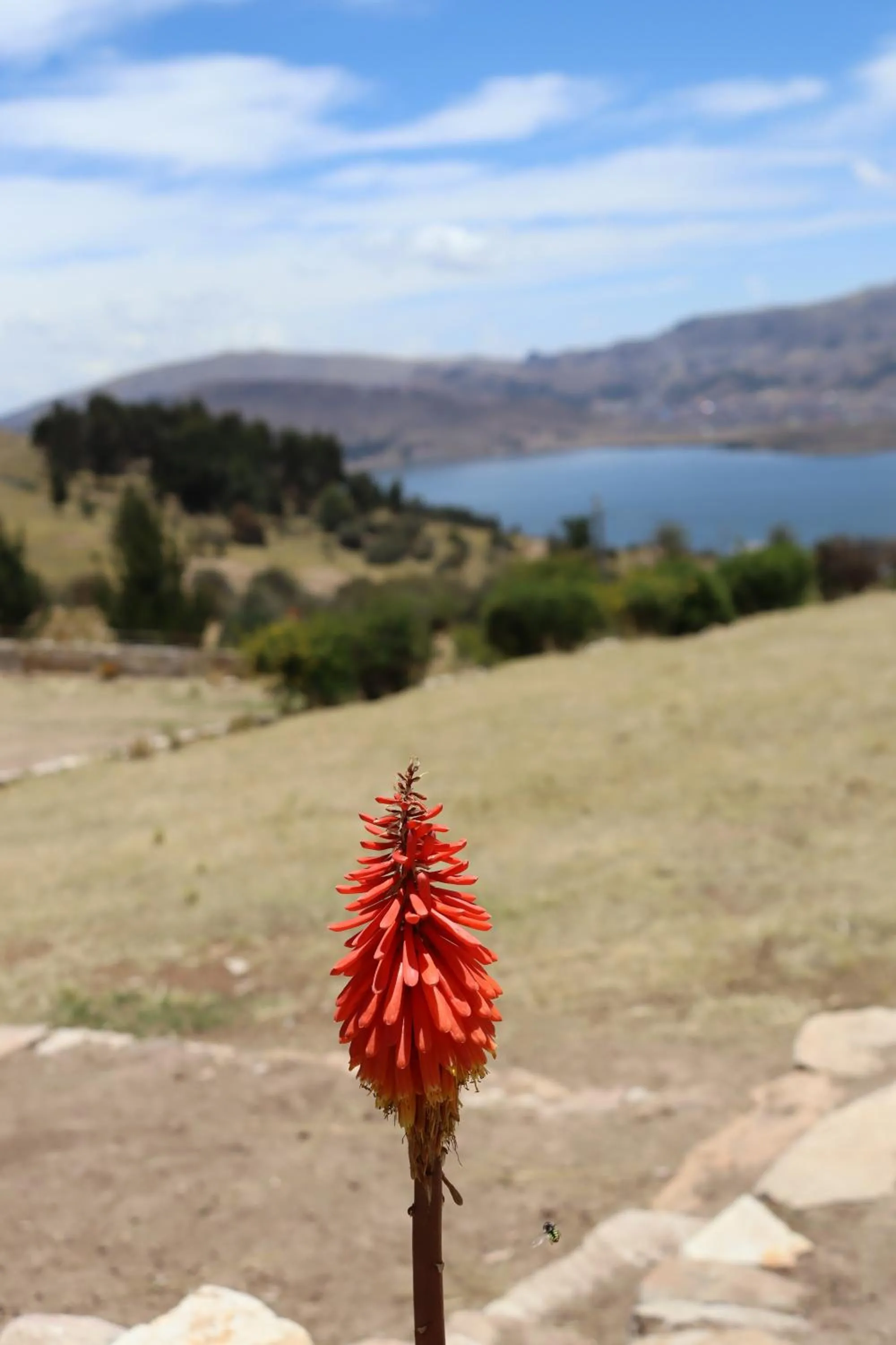 Spring in Mirador del Titikaka