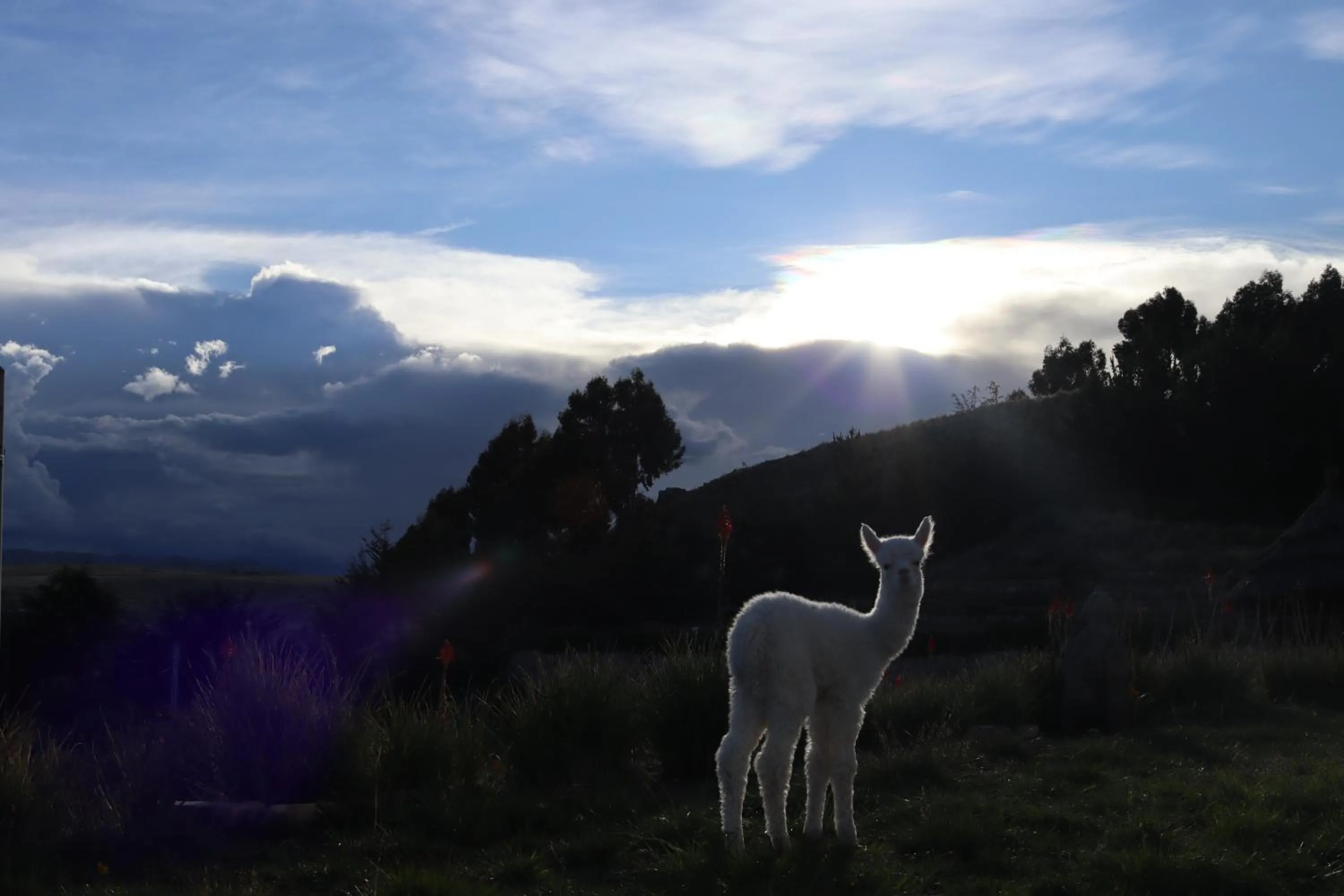 Animals in Mirador del Titikaka