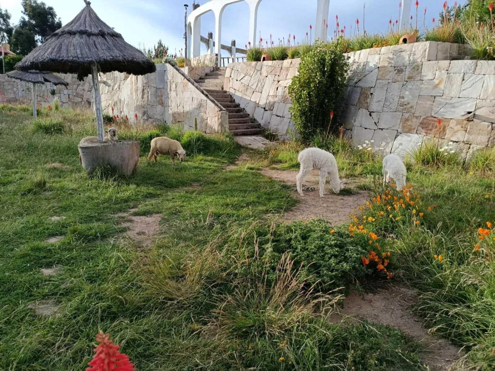 Pets in Mirador del Titikaka
