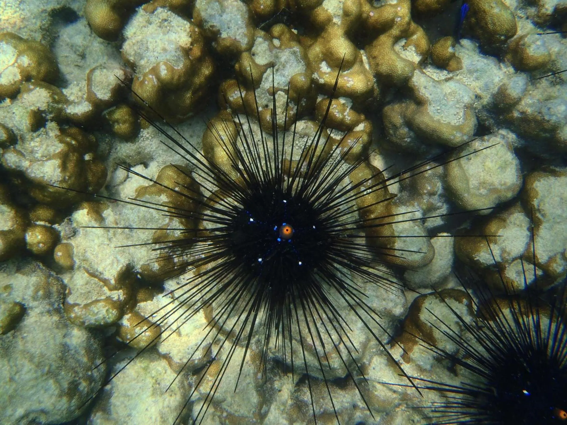 Sea view in Koh Mook Garden Beach Resort