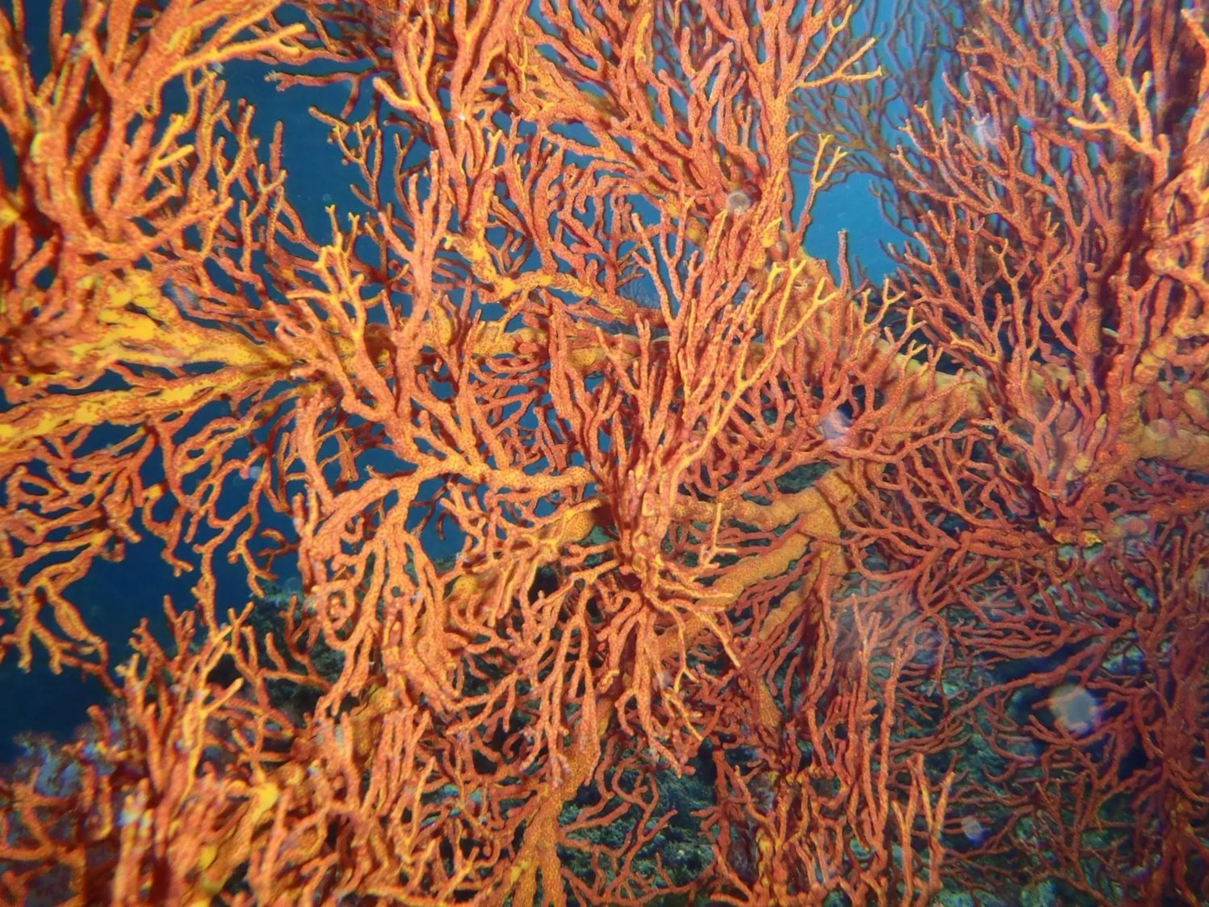 Sea view in Koh Mook Garden Beach Resort