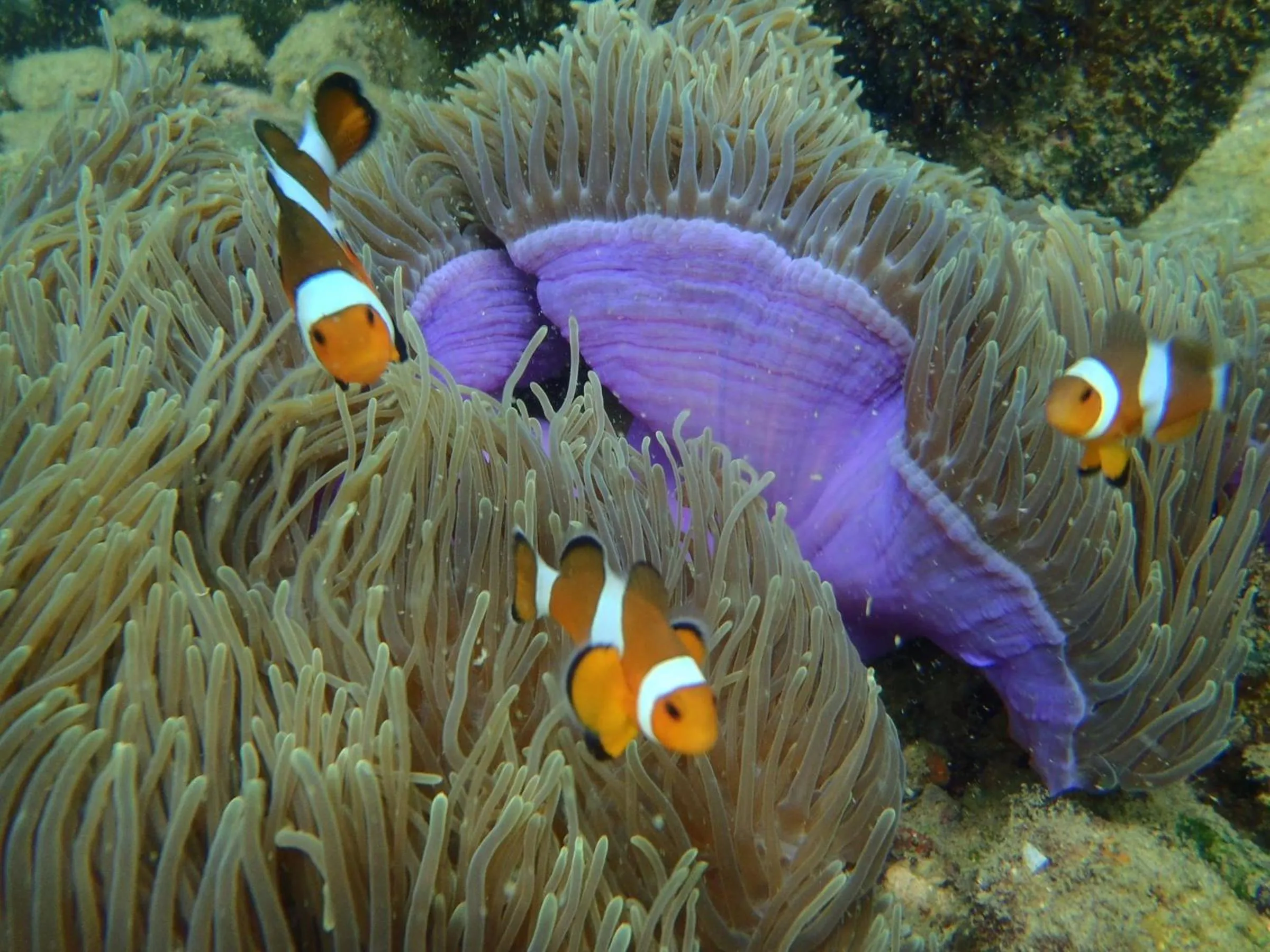 Sea view in Koh Mook Garden Beach Resort