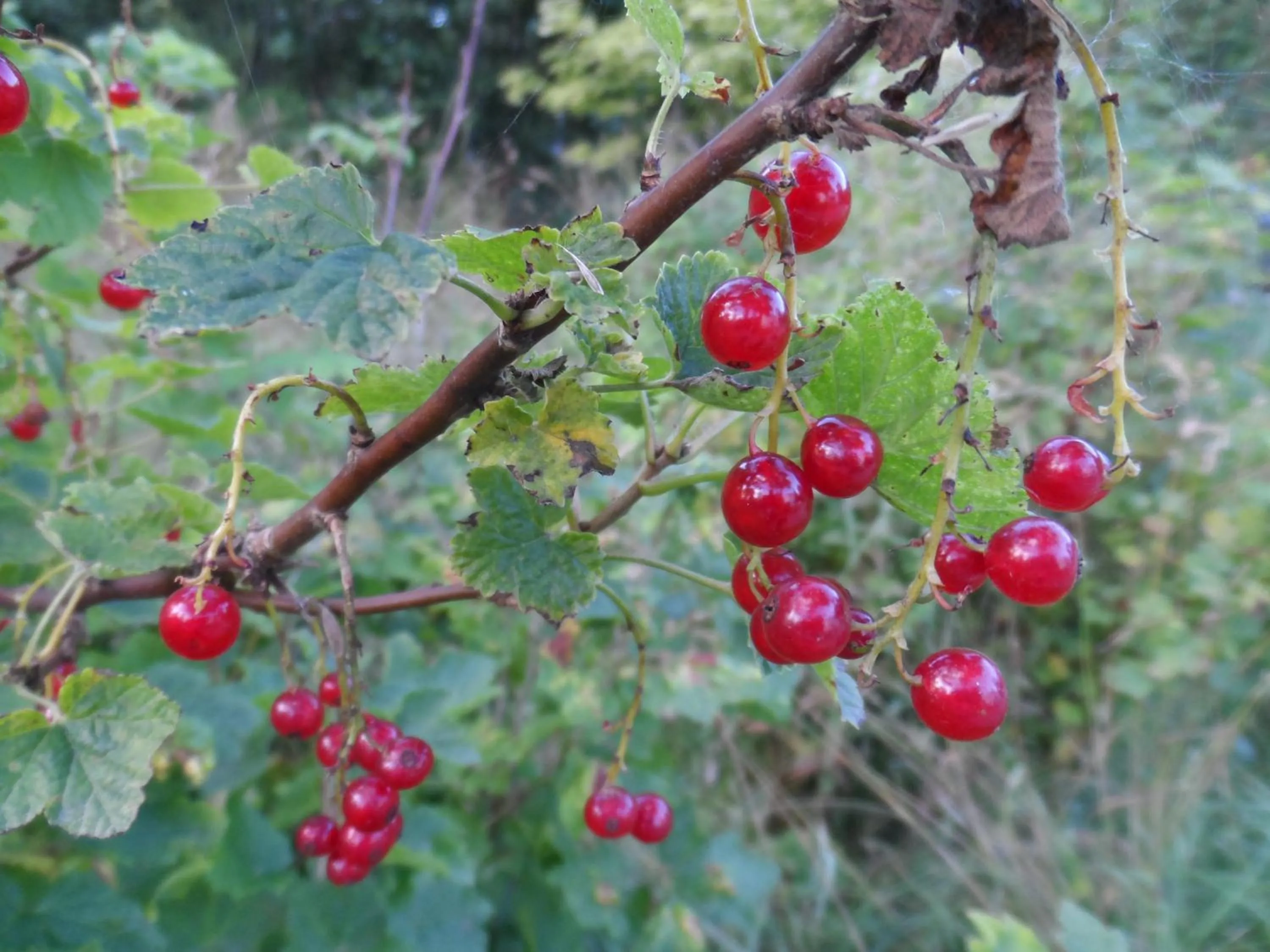 Summer in Landvetter BnB