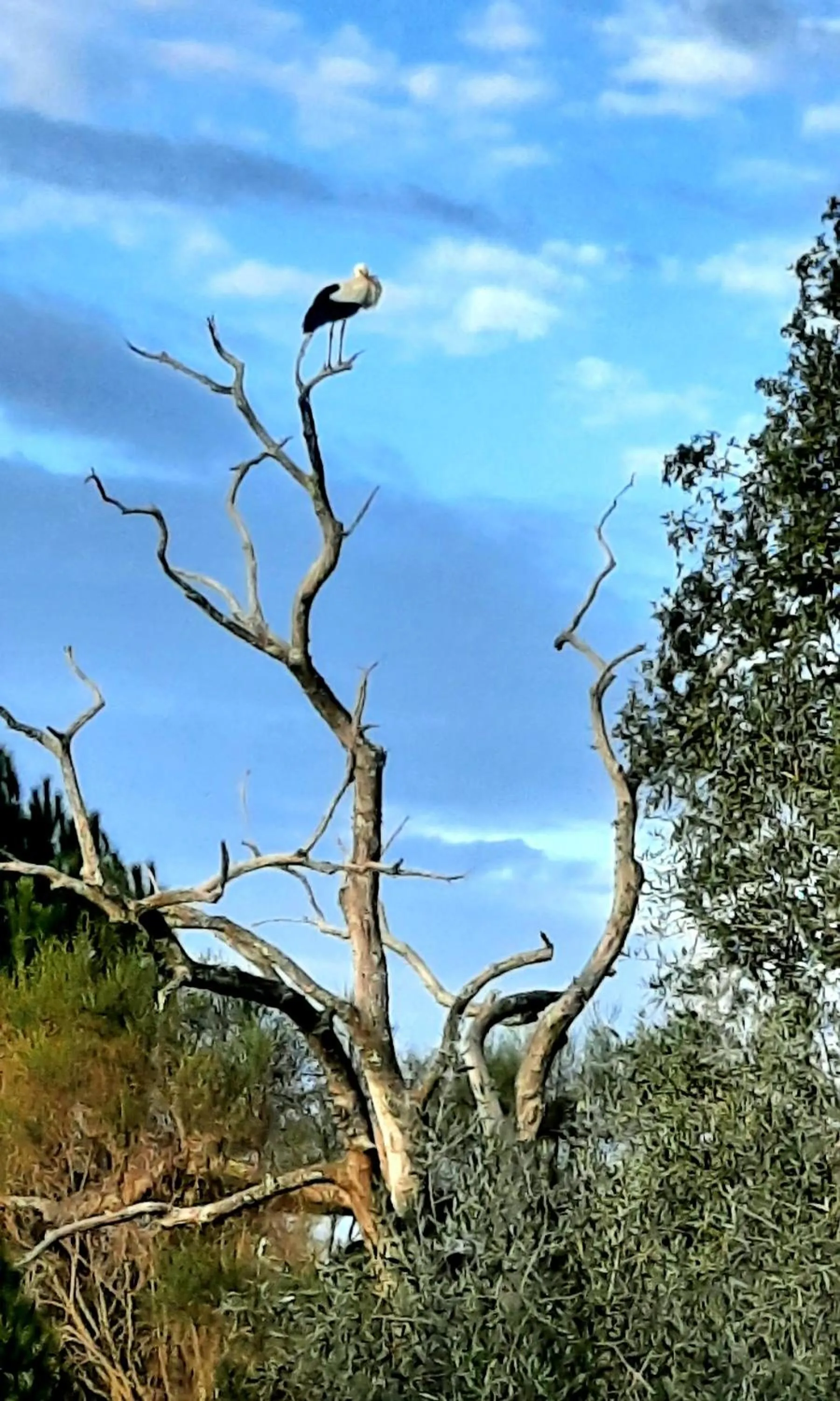 Natural landscape in Tapada da Rabela - Reserva Natural