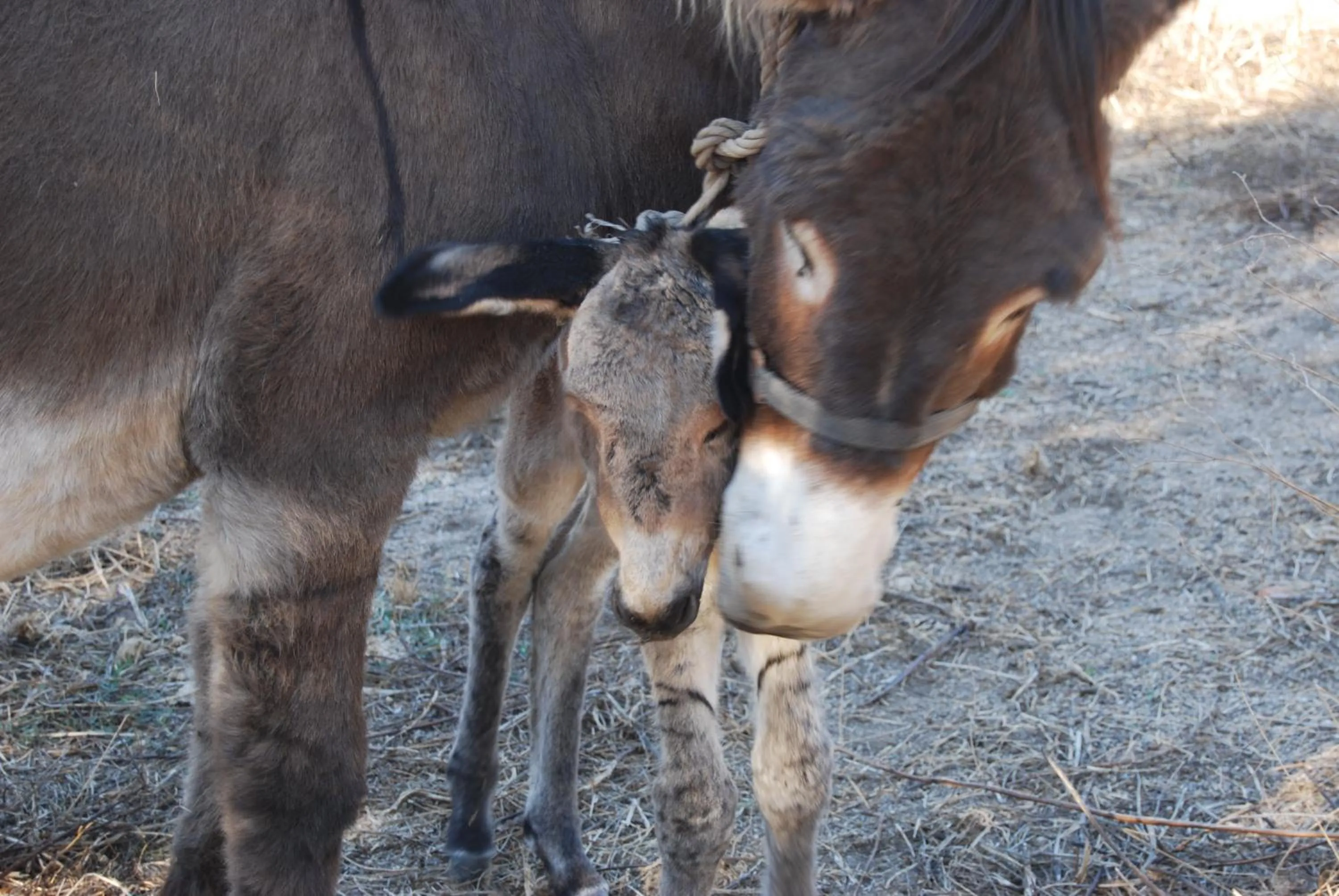 Animals in Tapada da Rabela - Reserva Natural