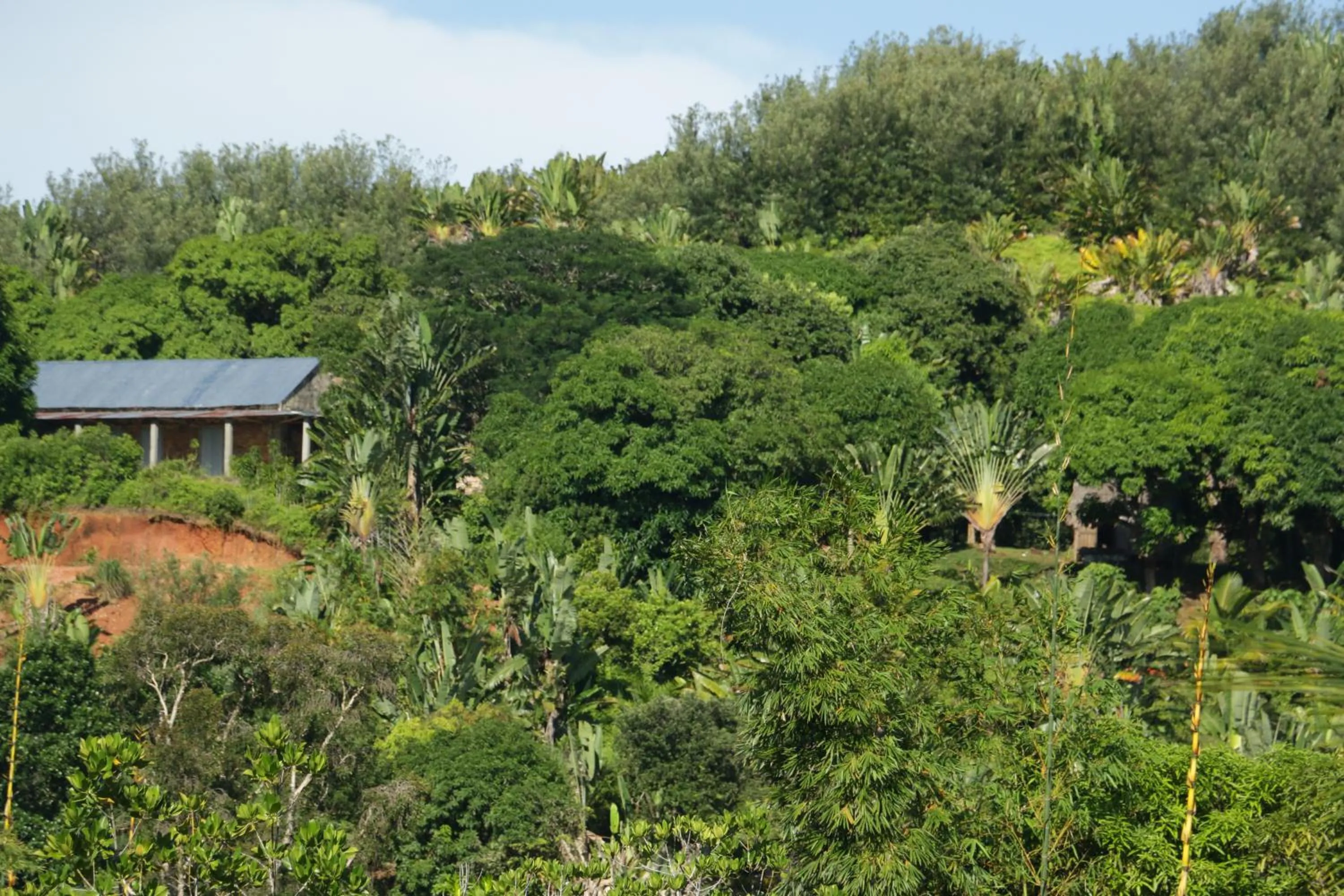 Natural landscape in Hotel Nautile