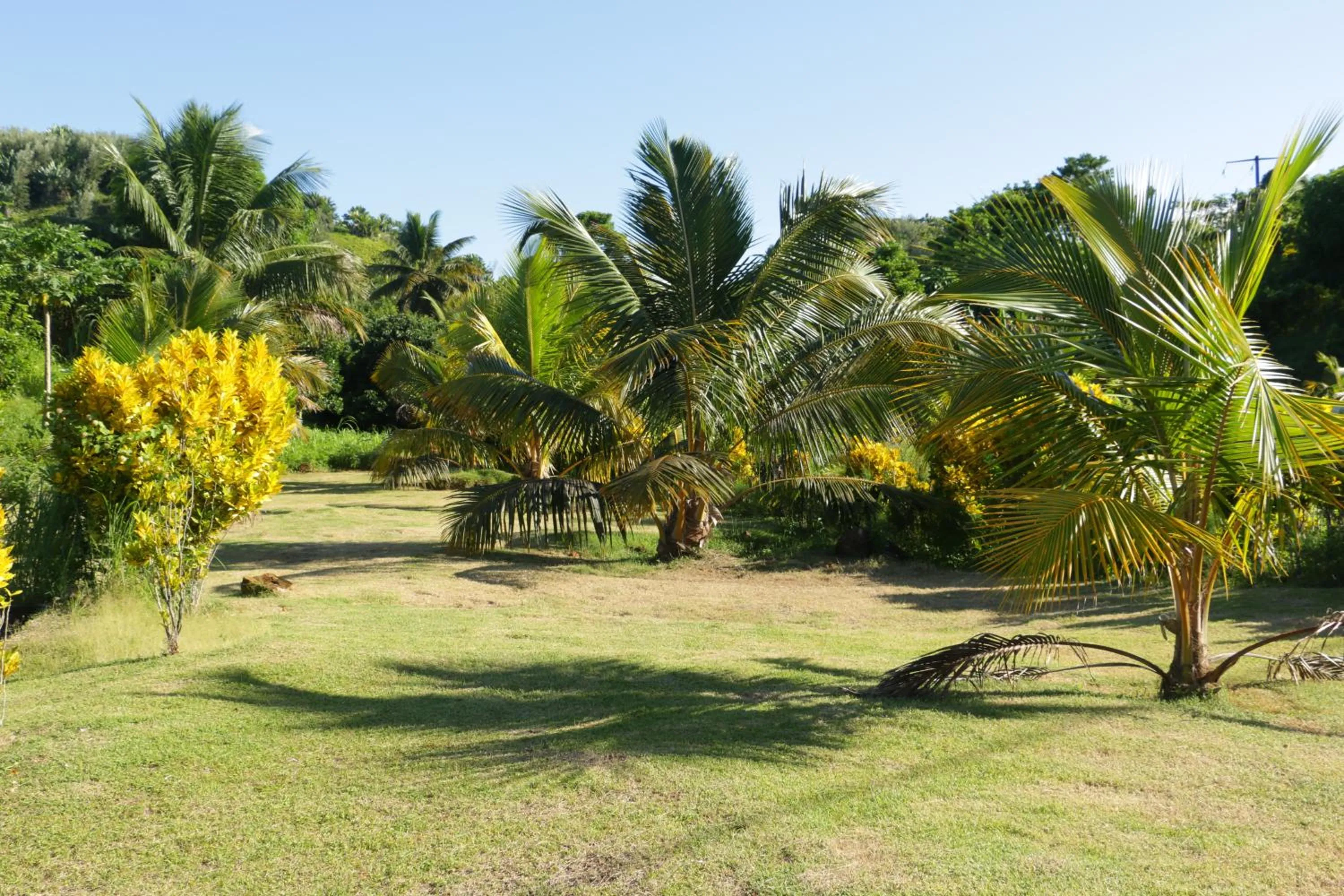 Garden view in Hotel Nautile