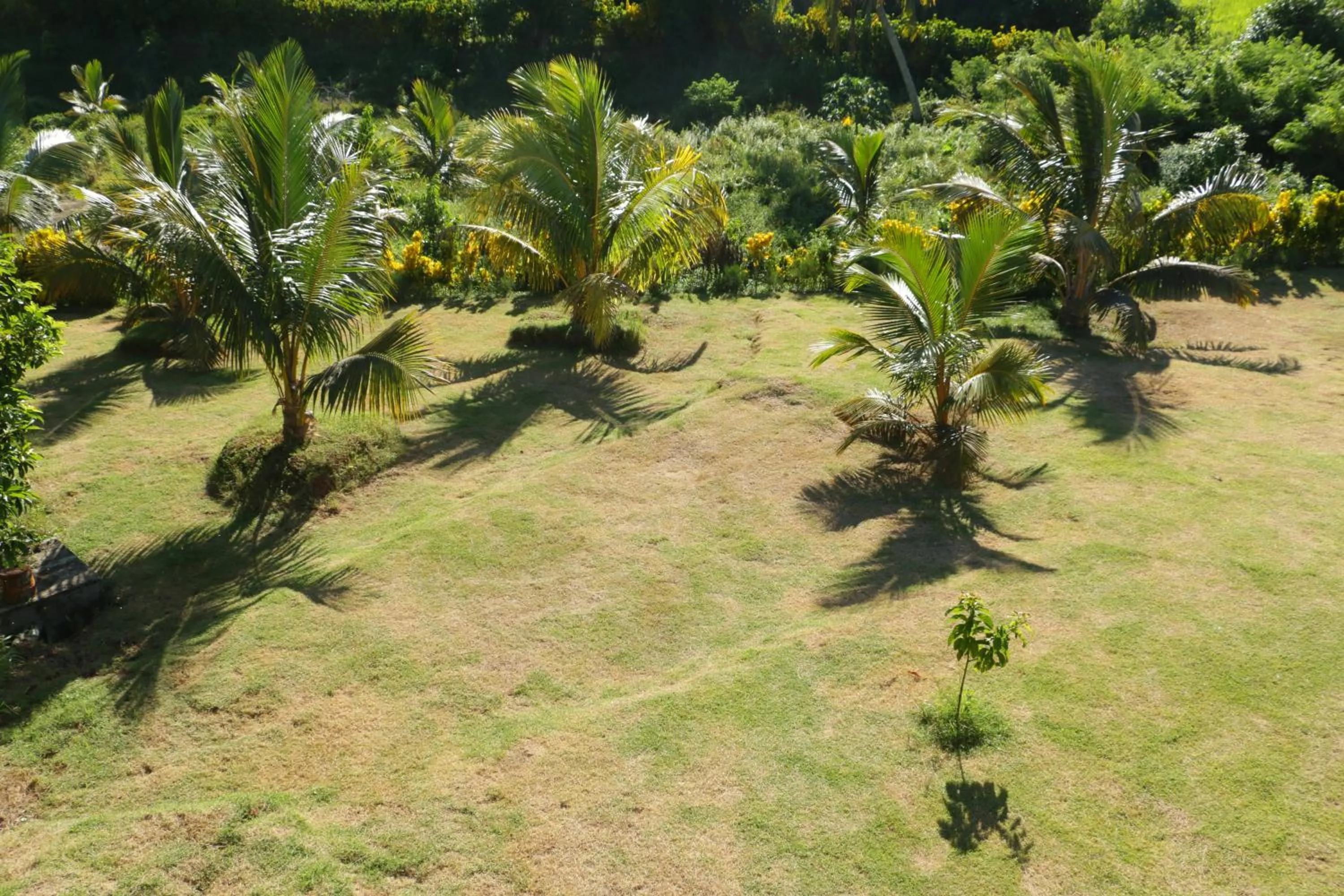 Garden in Hotel Nautile