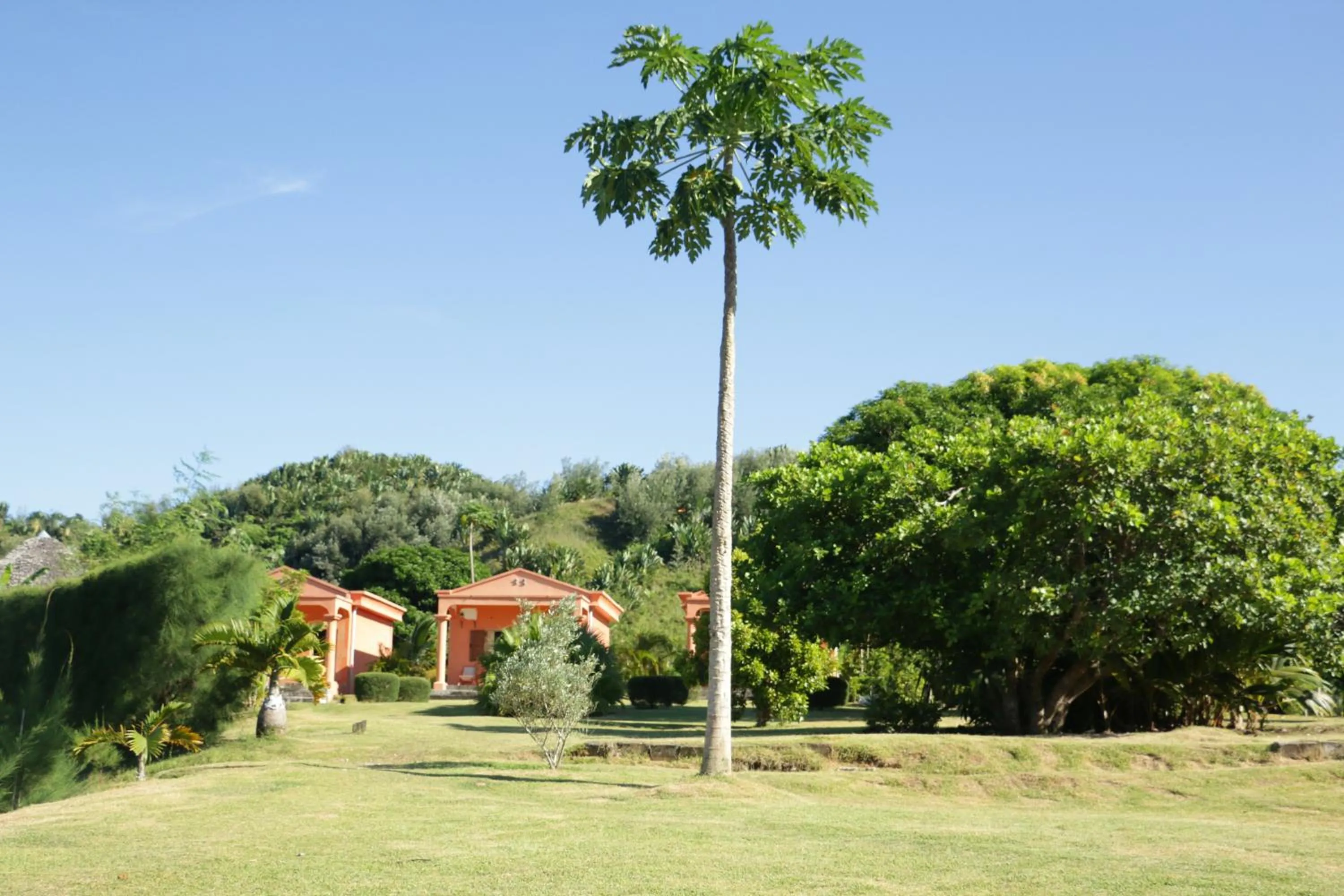 Garden in Hotel Nautile