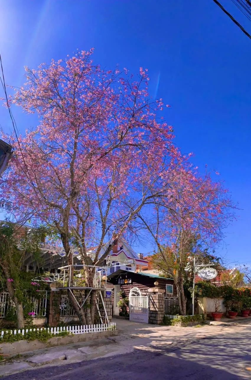 Off site in Aurora Homestay