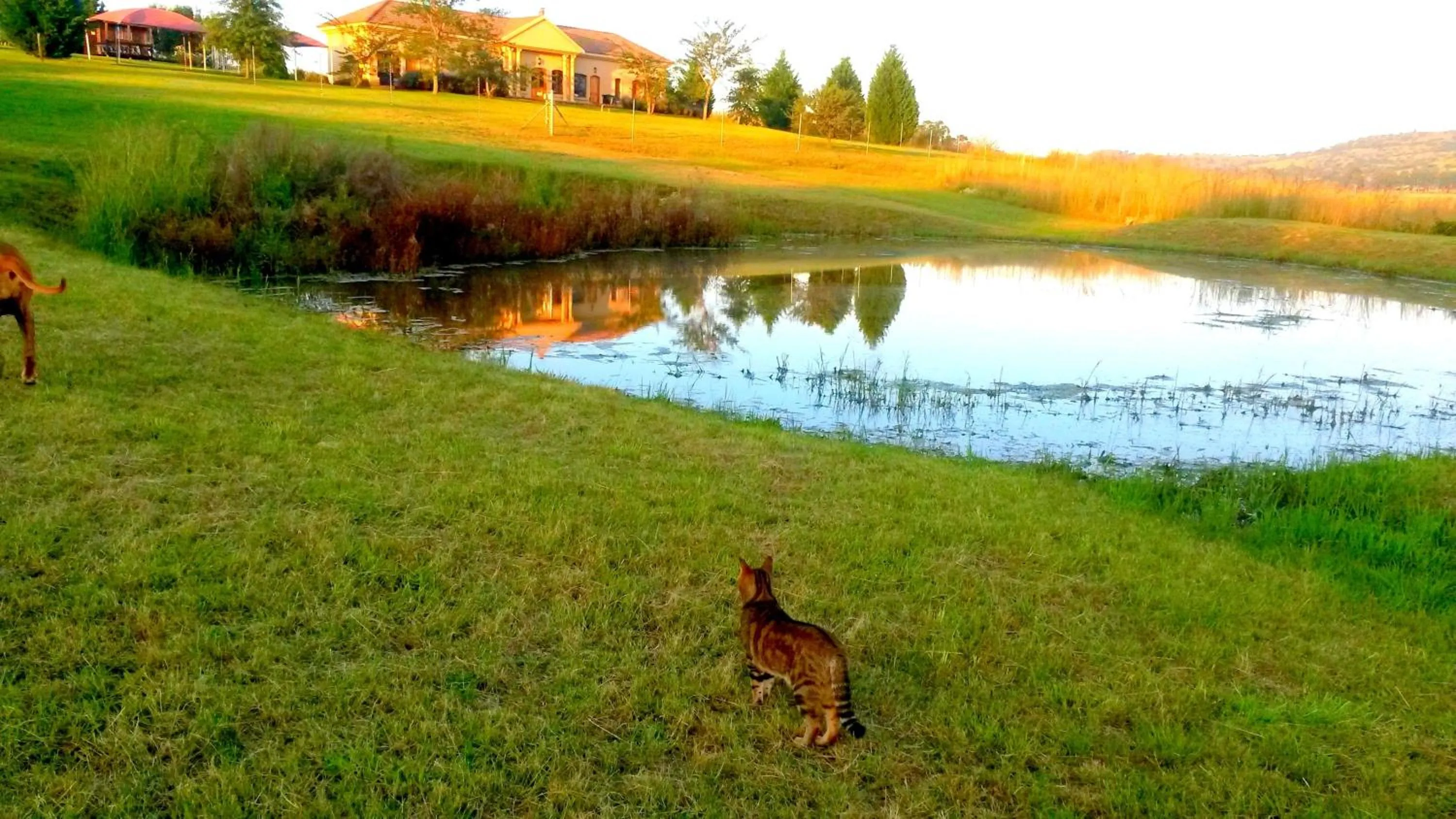 Pets in River Crossing