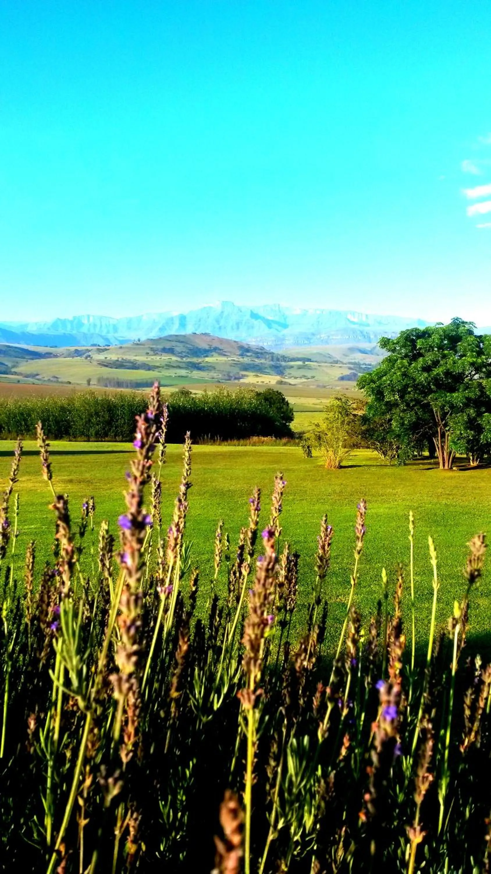 Day in River Crossing