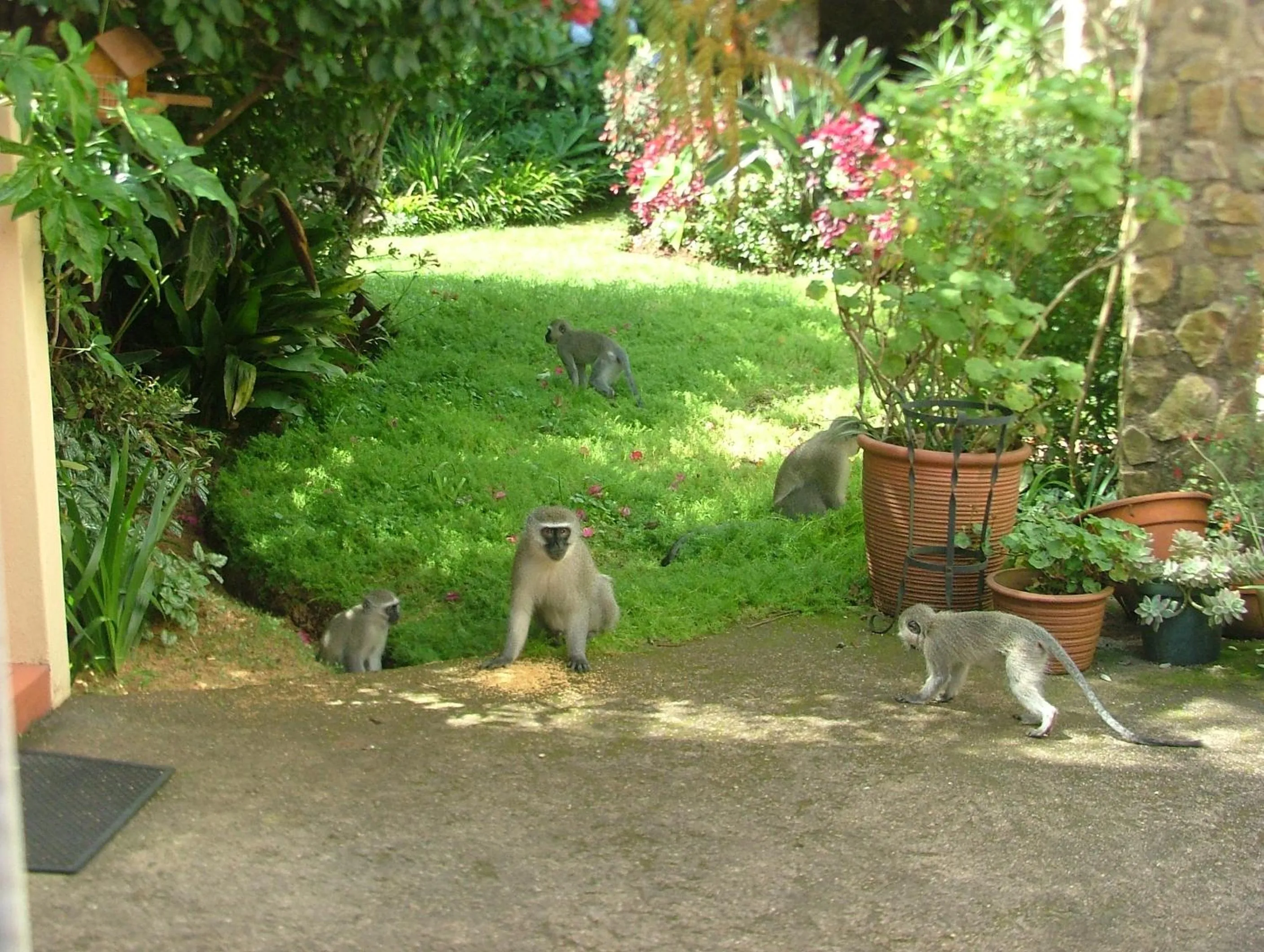 Garden in York House Guest House