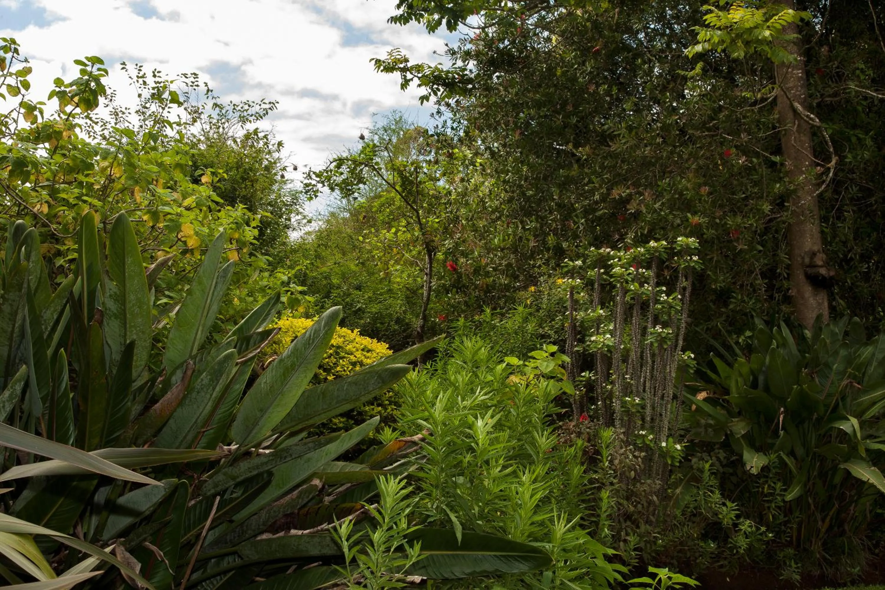 Garden in York House Guest House