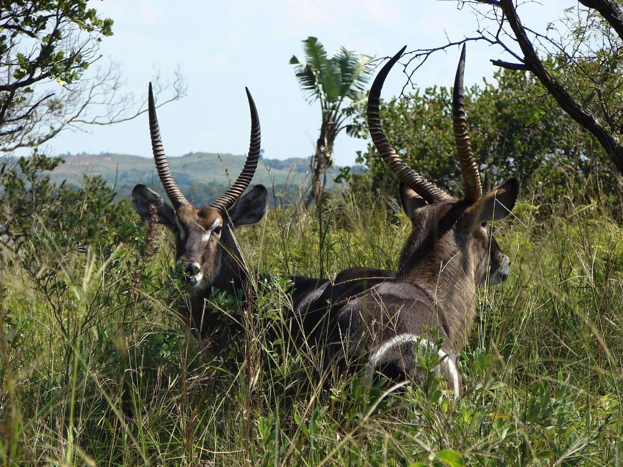 Animals in Umlilo Guest House