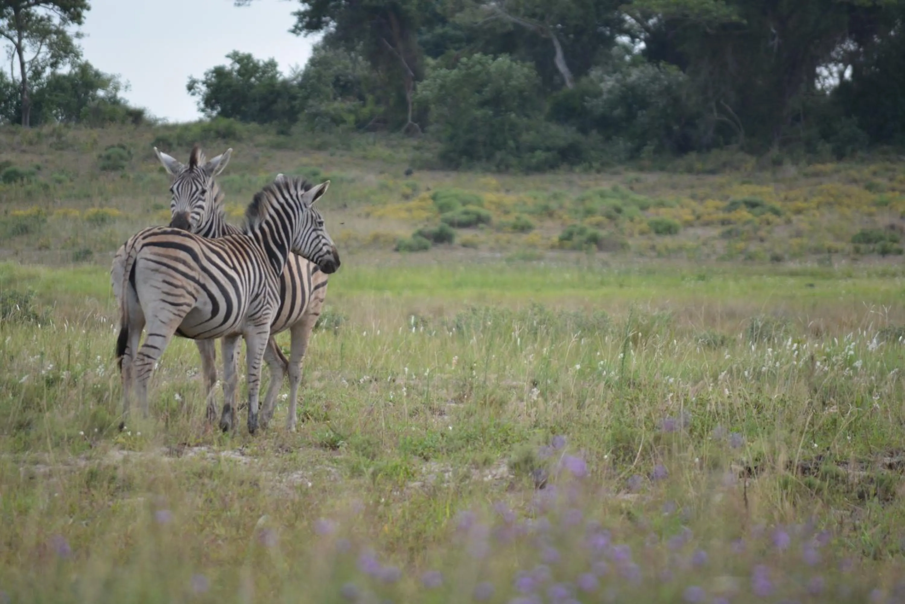 Animals in Umlilo Guest House