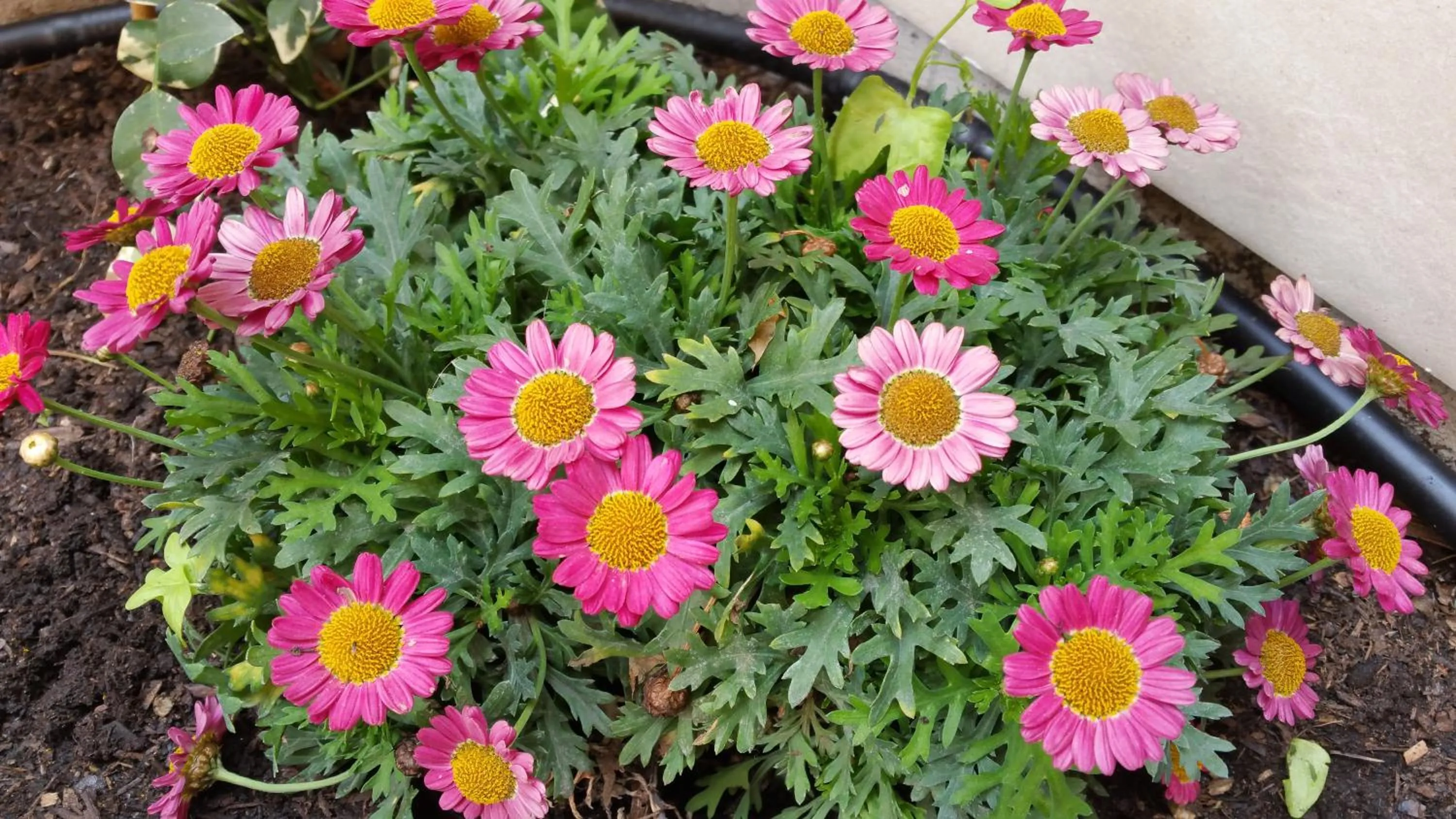 Property building in La Casetta di Ely