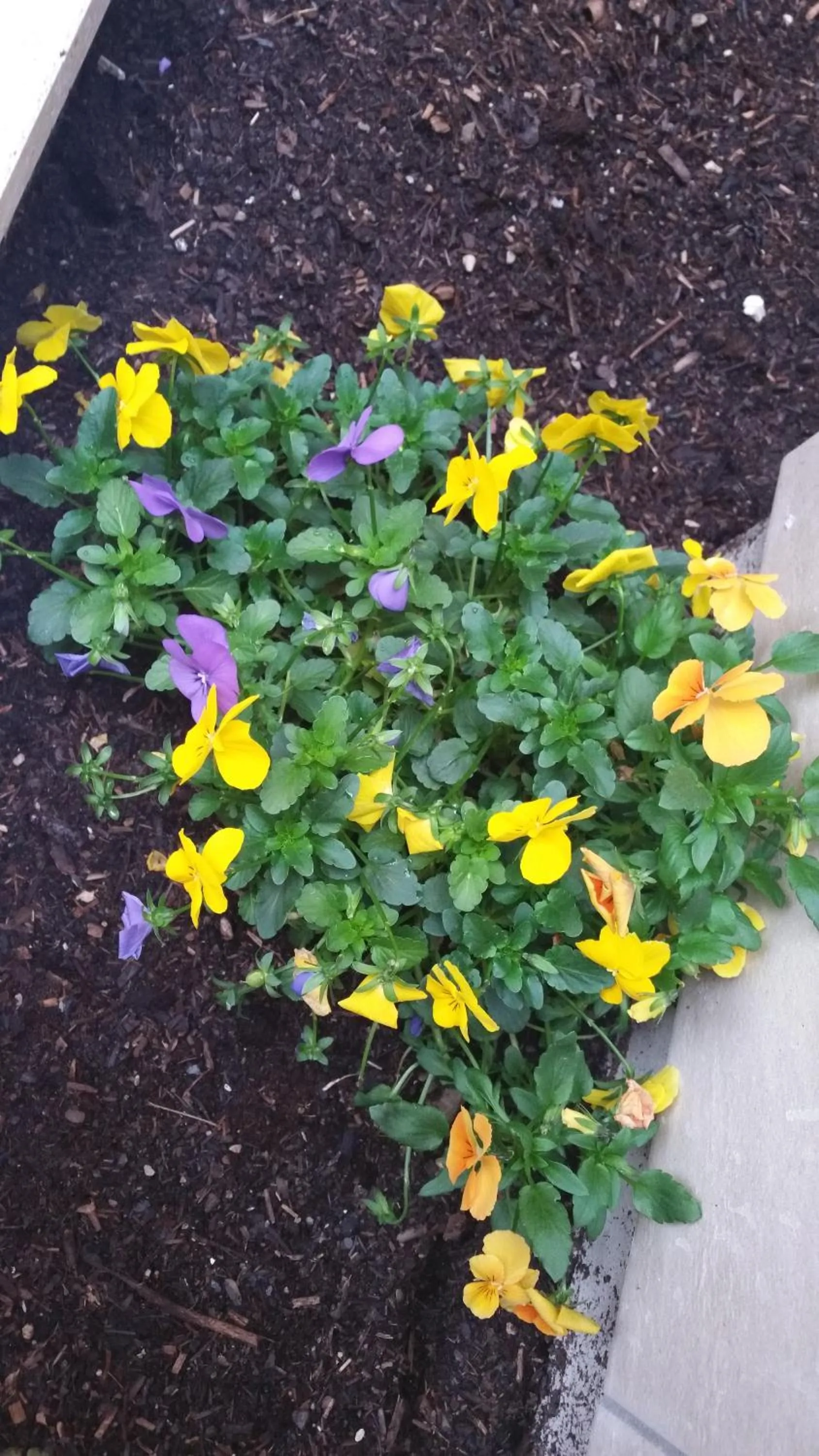 Spring in La Casetta di Ely