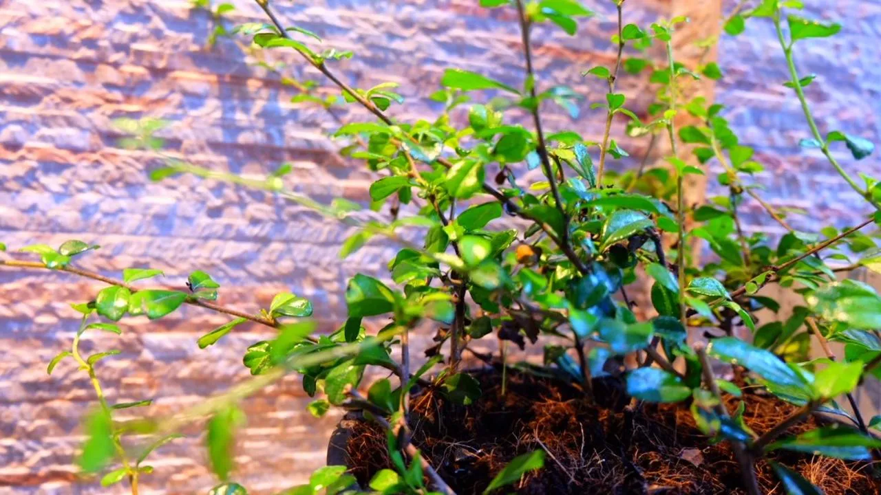 Area and facilities in Cloud 9 Lodge