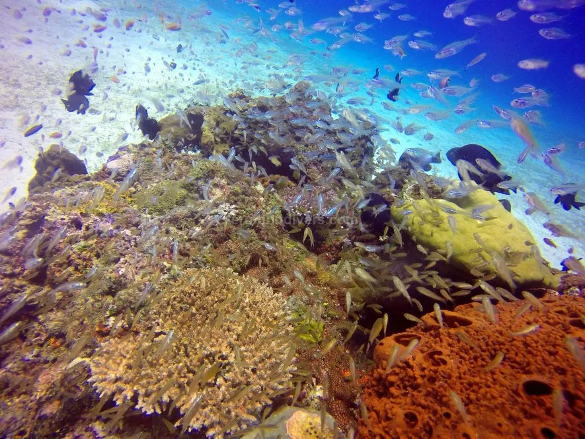 Activities in Anema Wellness & Resort Gili Lombok - Diving Center PADI